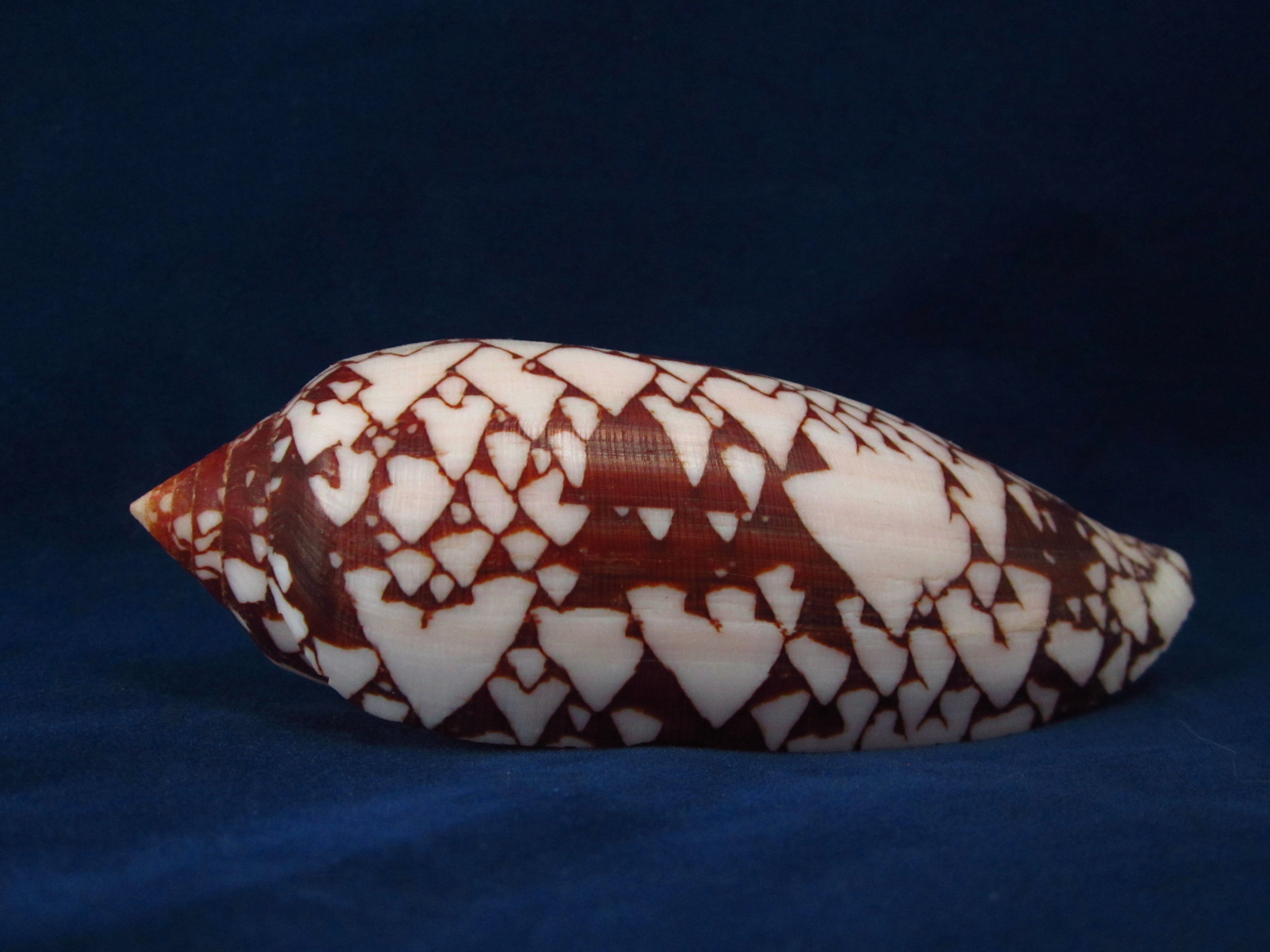 Артикул: CoAuli-05