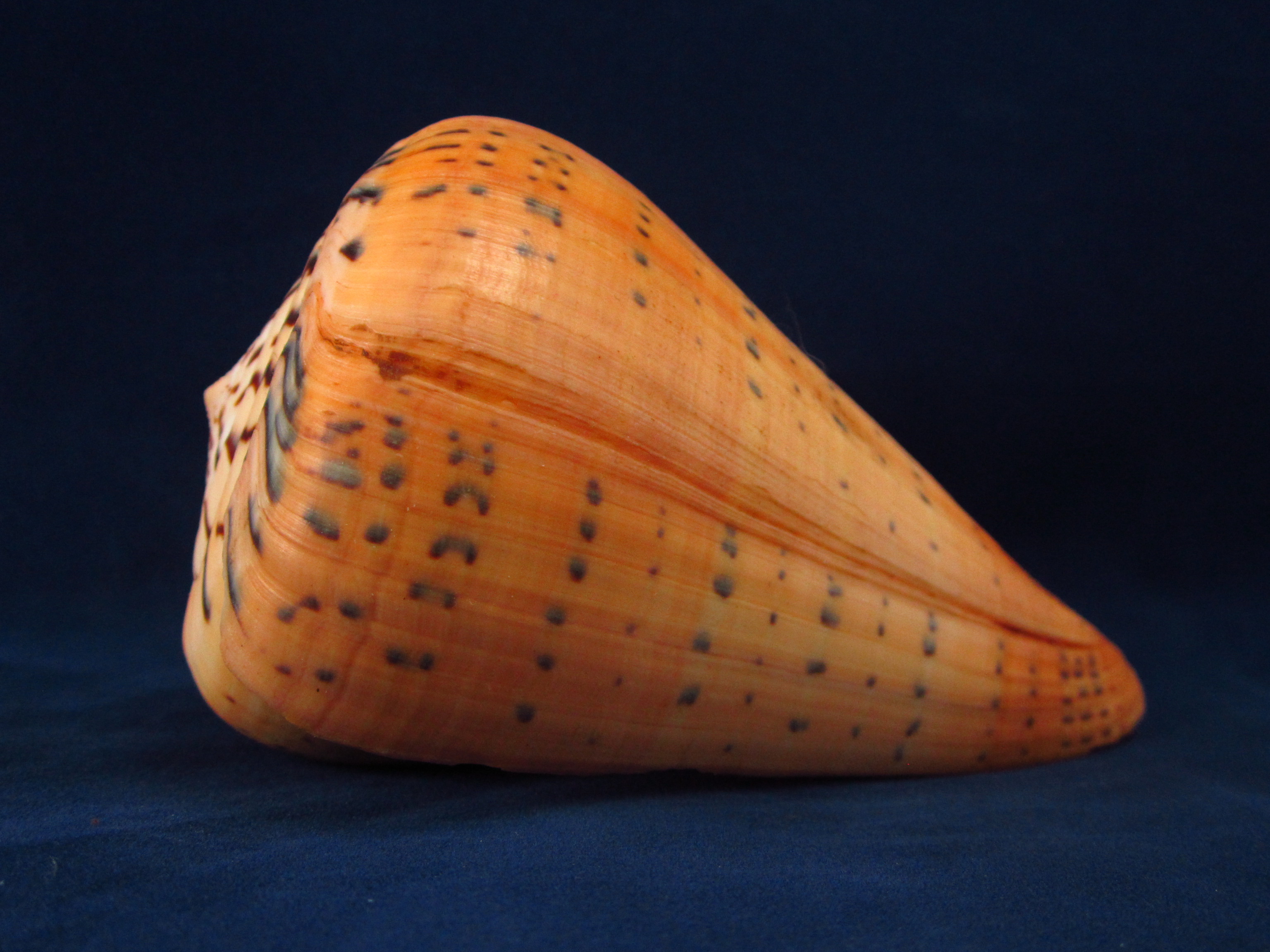 Артикул: CoBetu-12