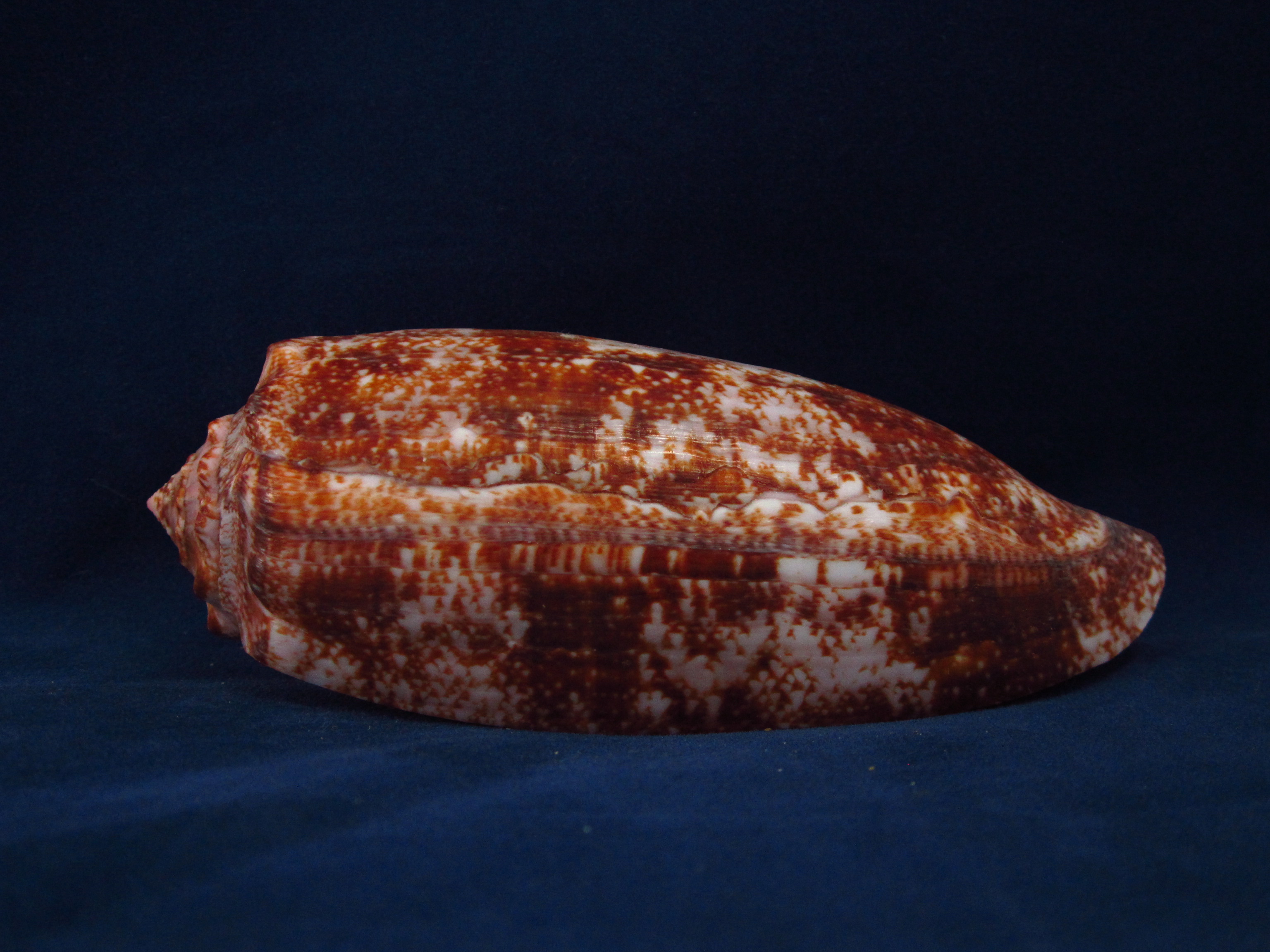 Артикул: CoGeog-05