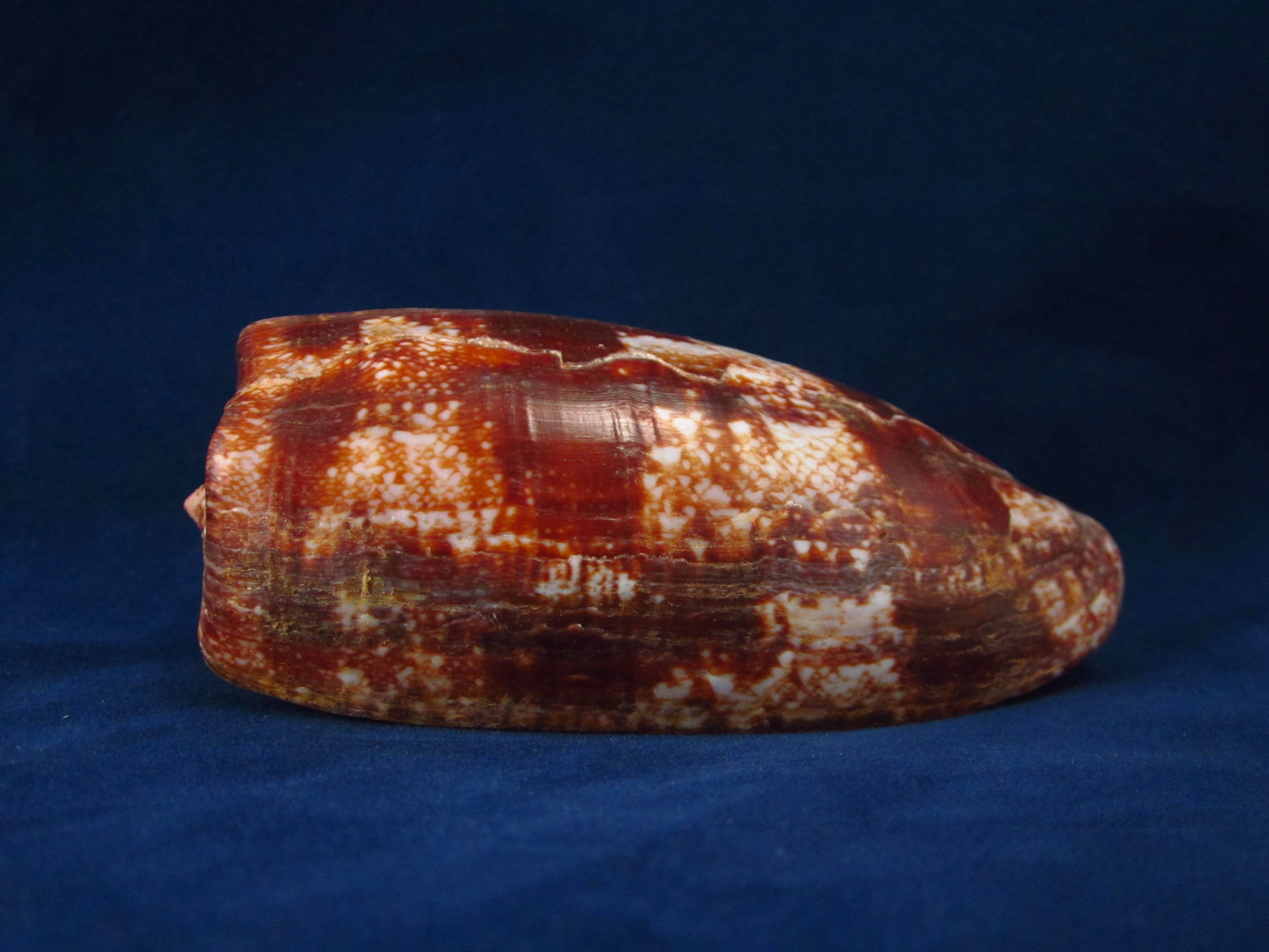 Артикул: CoGeog-20