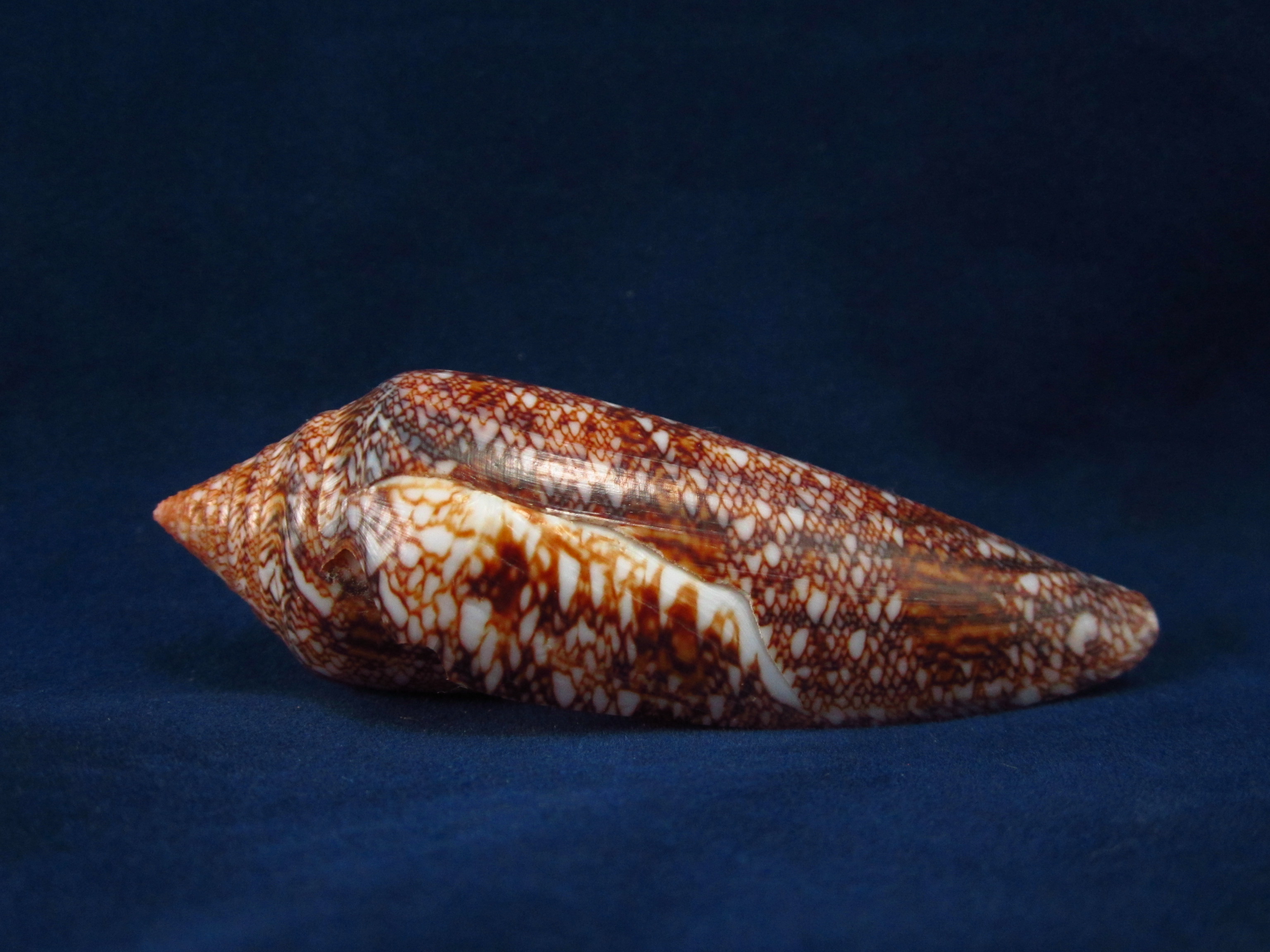 Артикул: CoGlor-05