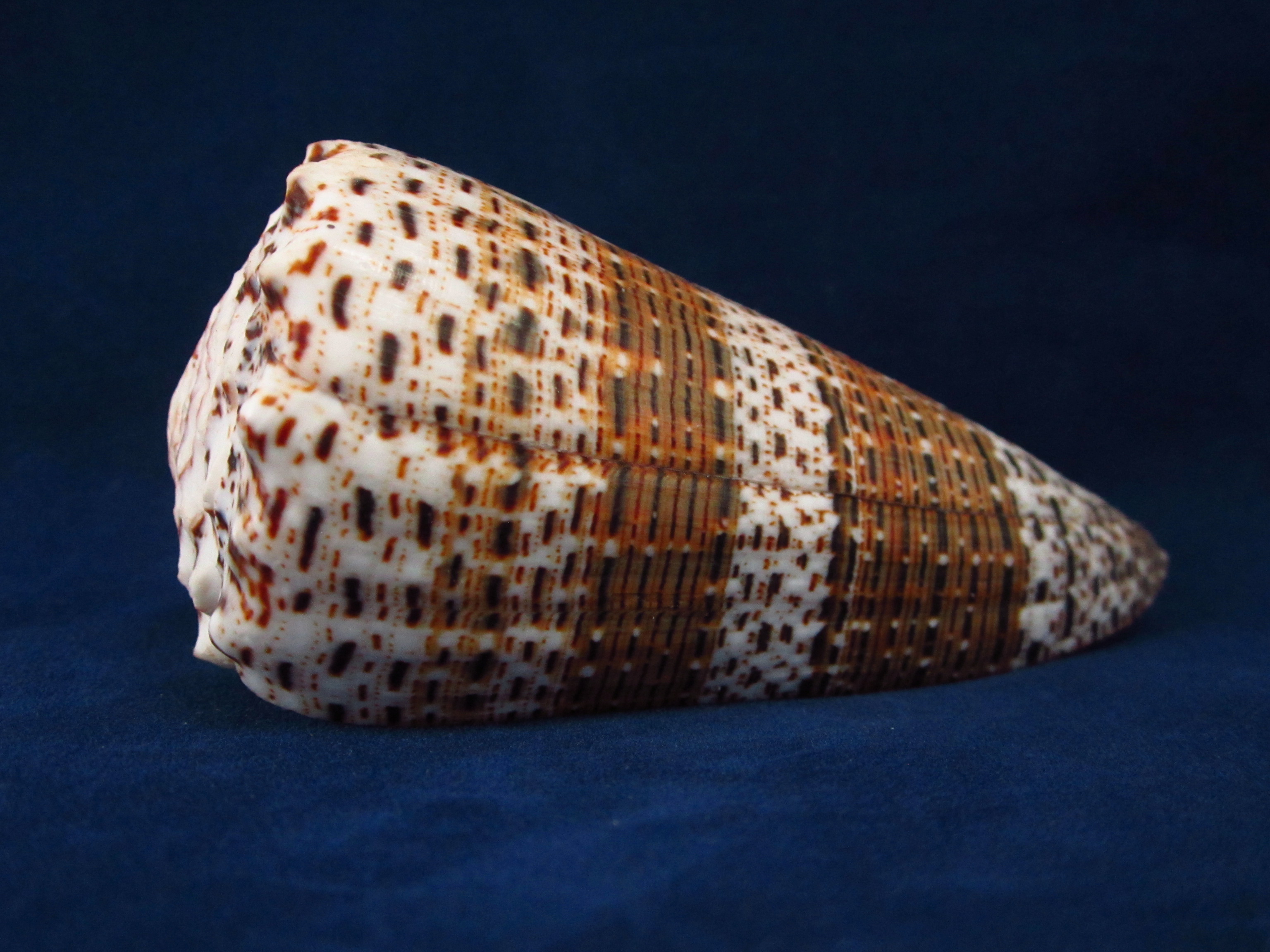 Артикул: CoImper-05