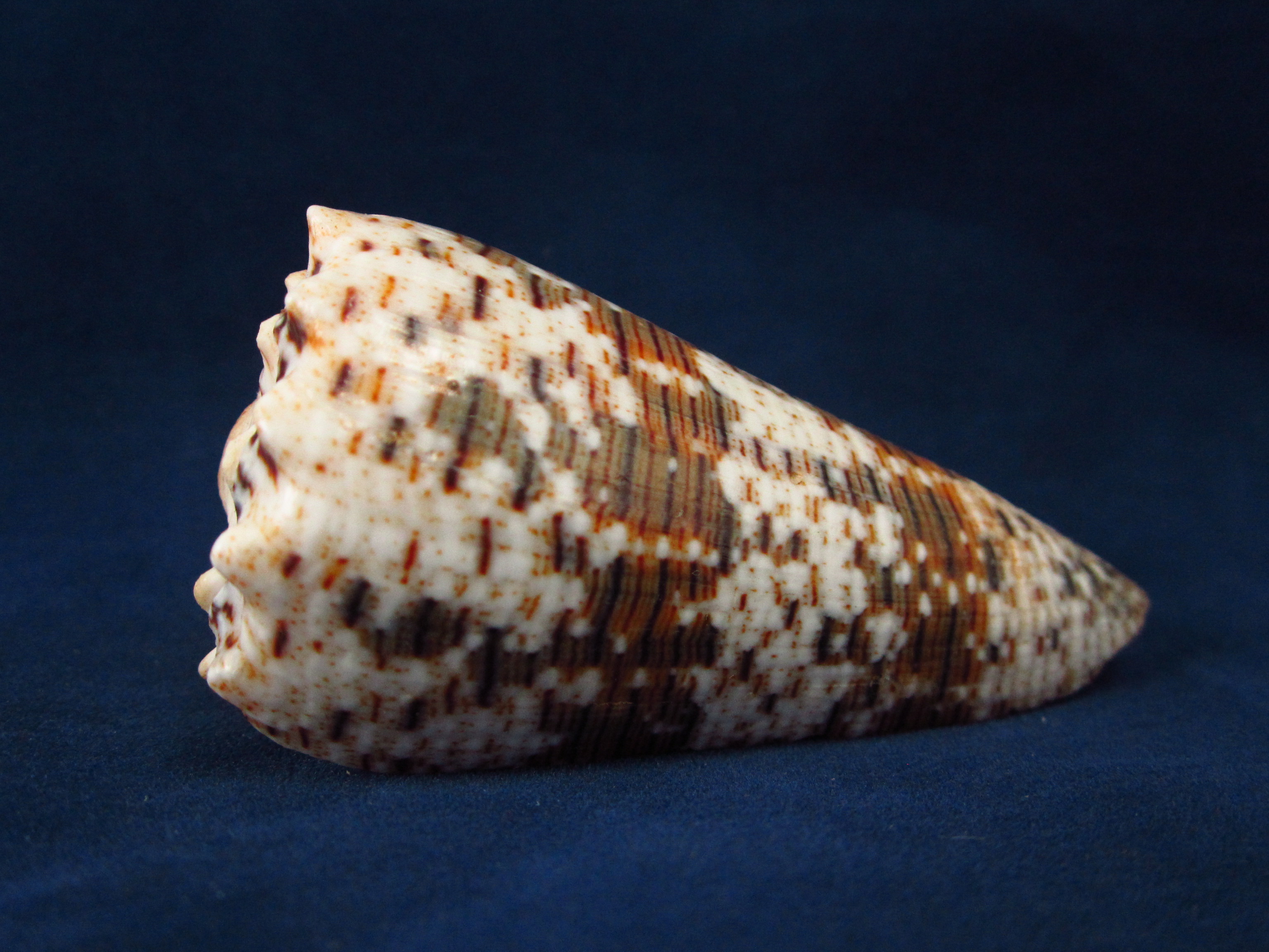 Артикул: CoImper-10