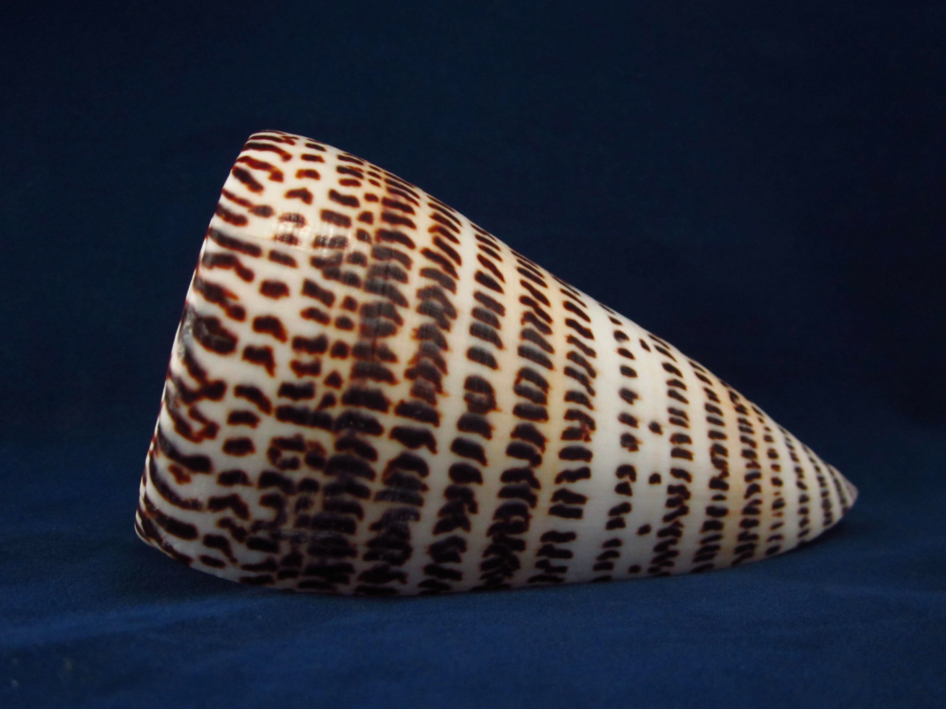 Артикул: CoLitte-10