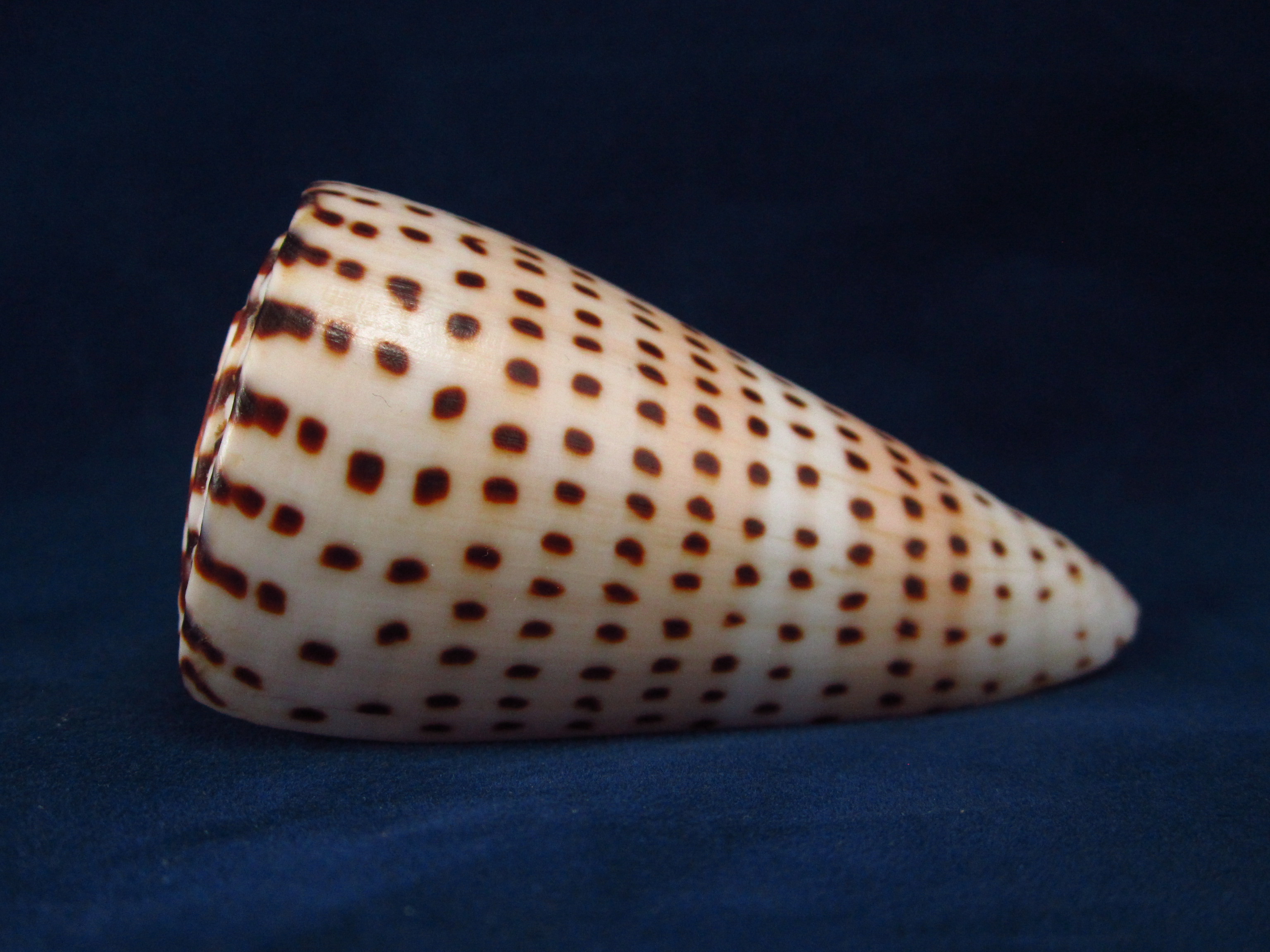 Артикул: CoLitte-25