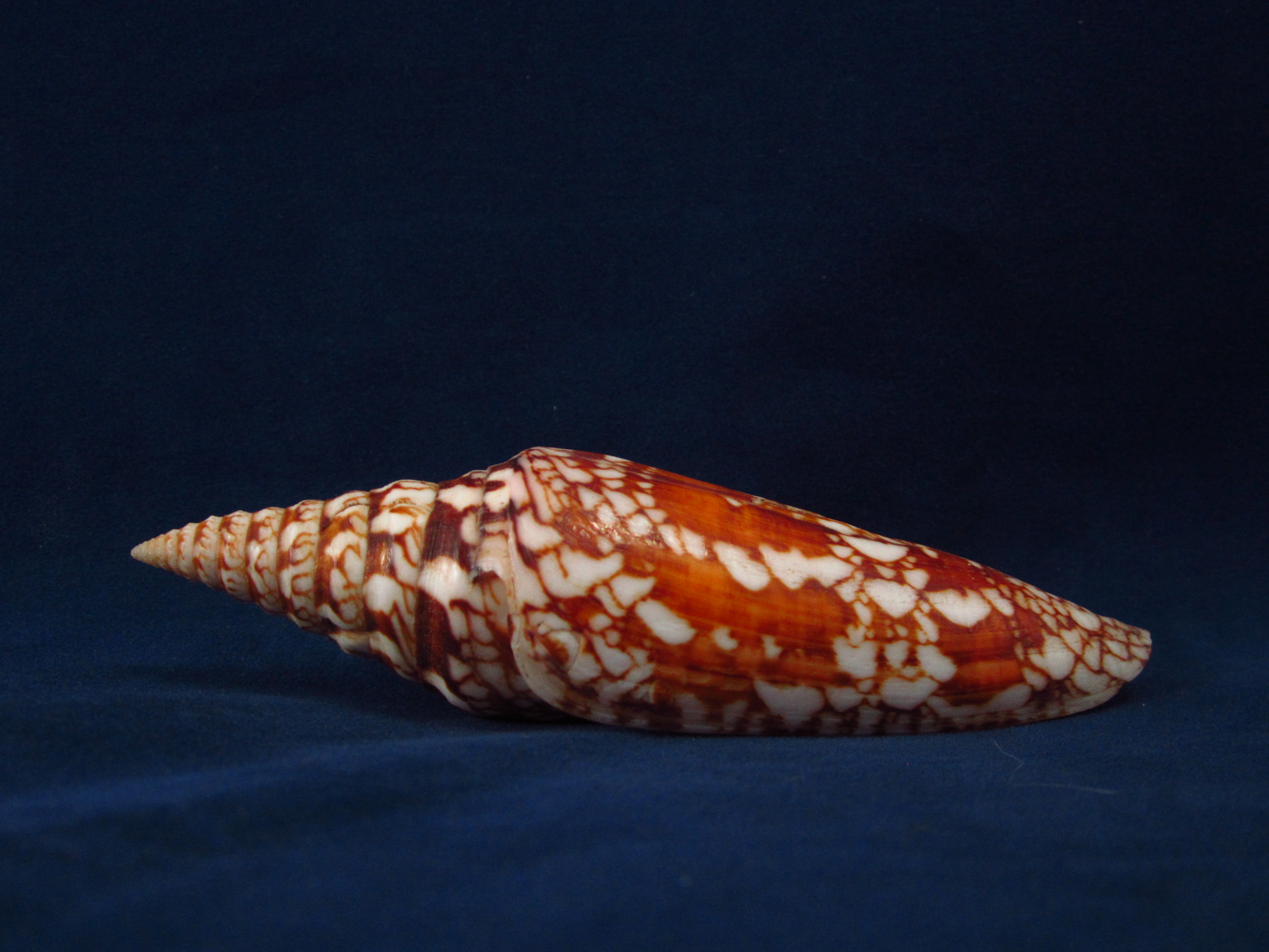 Артикул: CoMiln-06