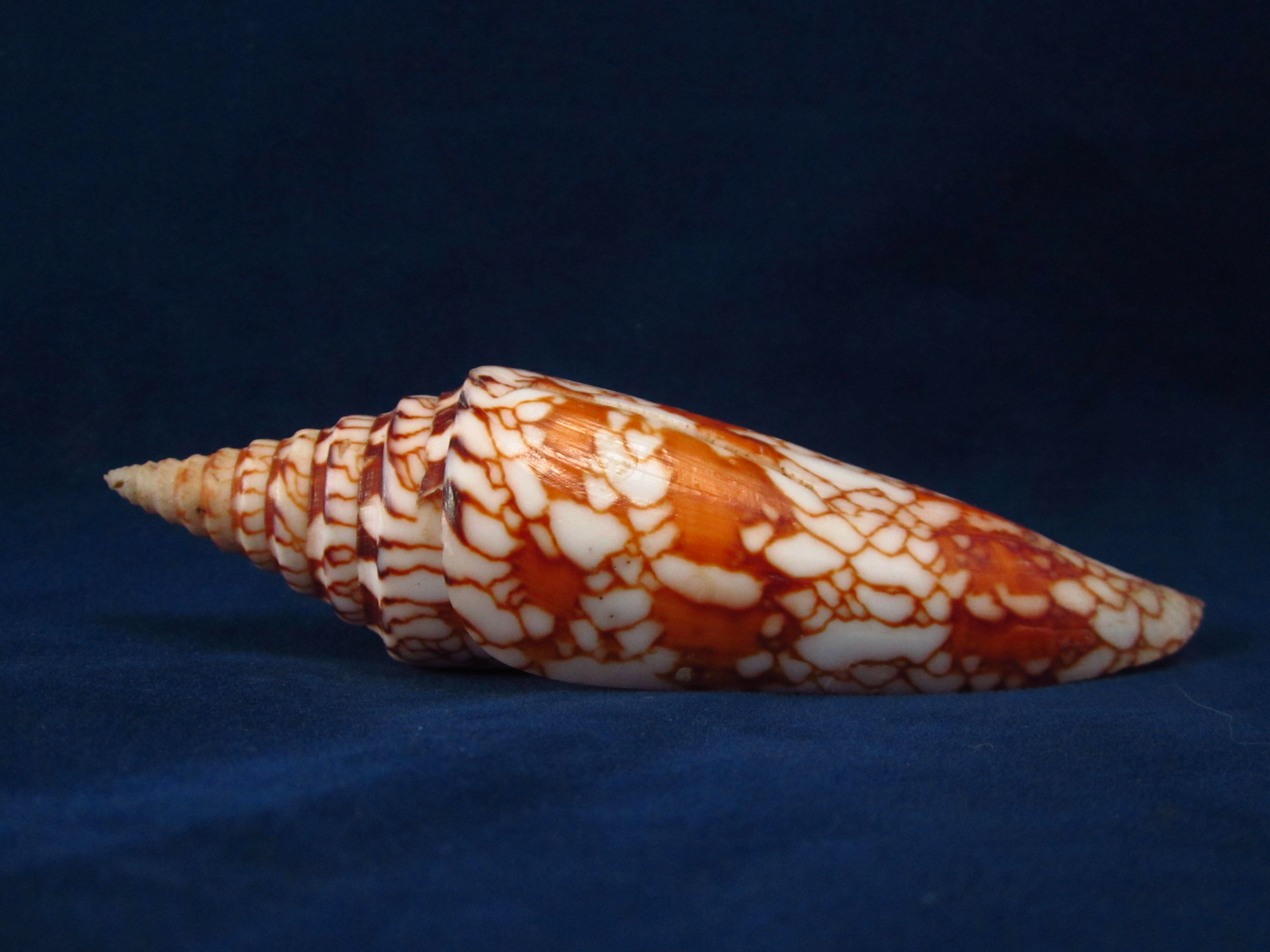 Артикул: CoMiln-09