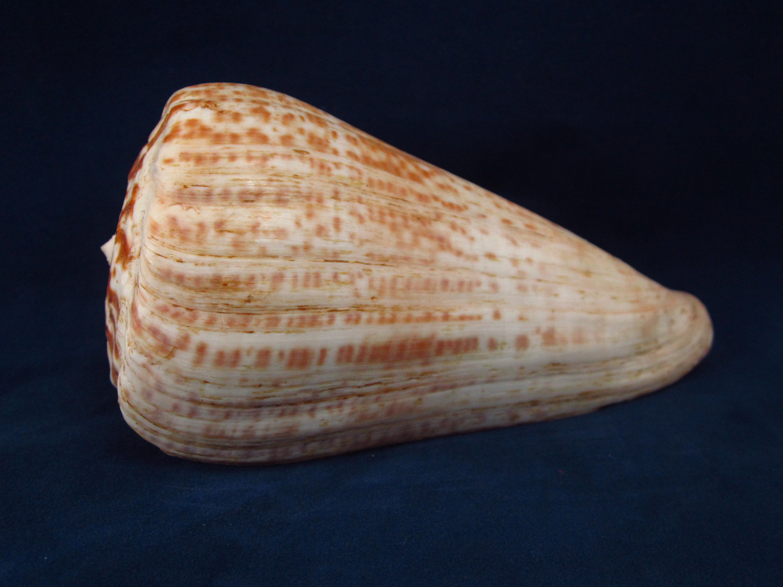 Артикул: CoPulc-03