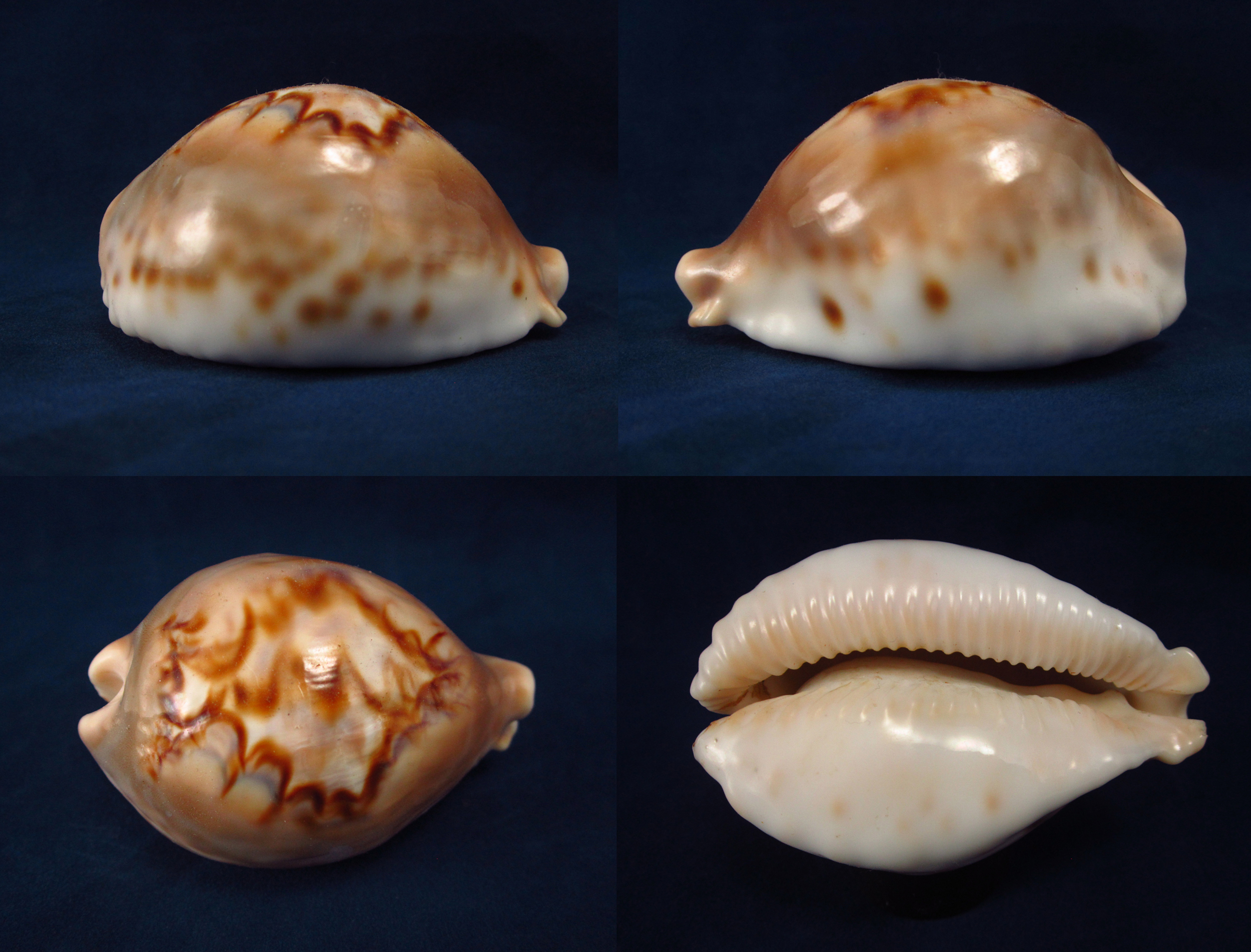 Артикул: CypBaFM-02