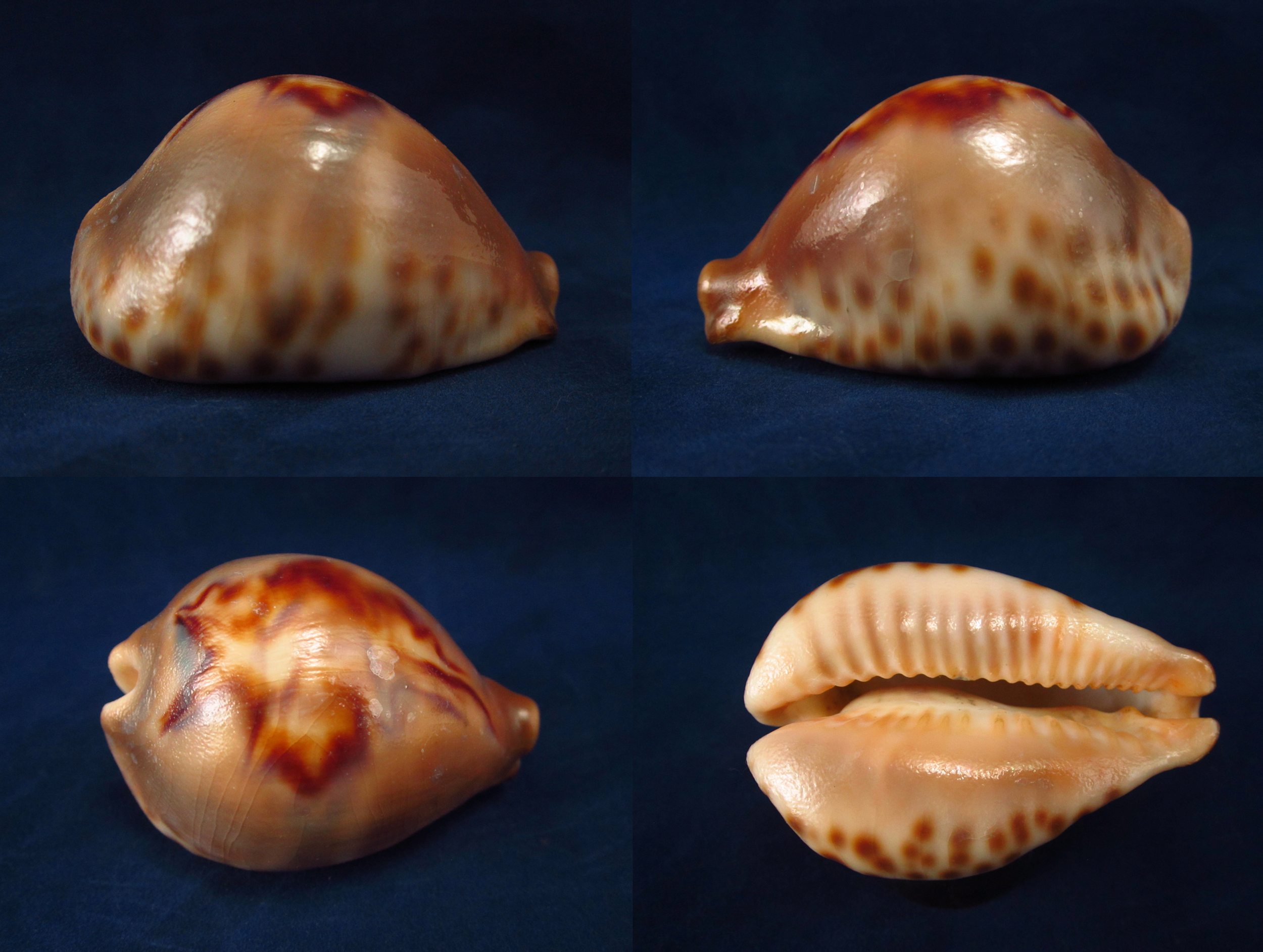 Артикул: CypBaFu-04