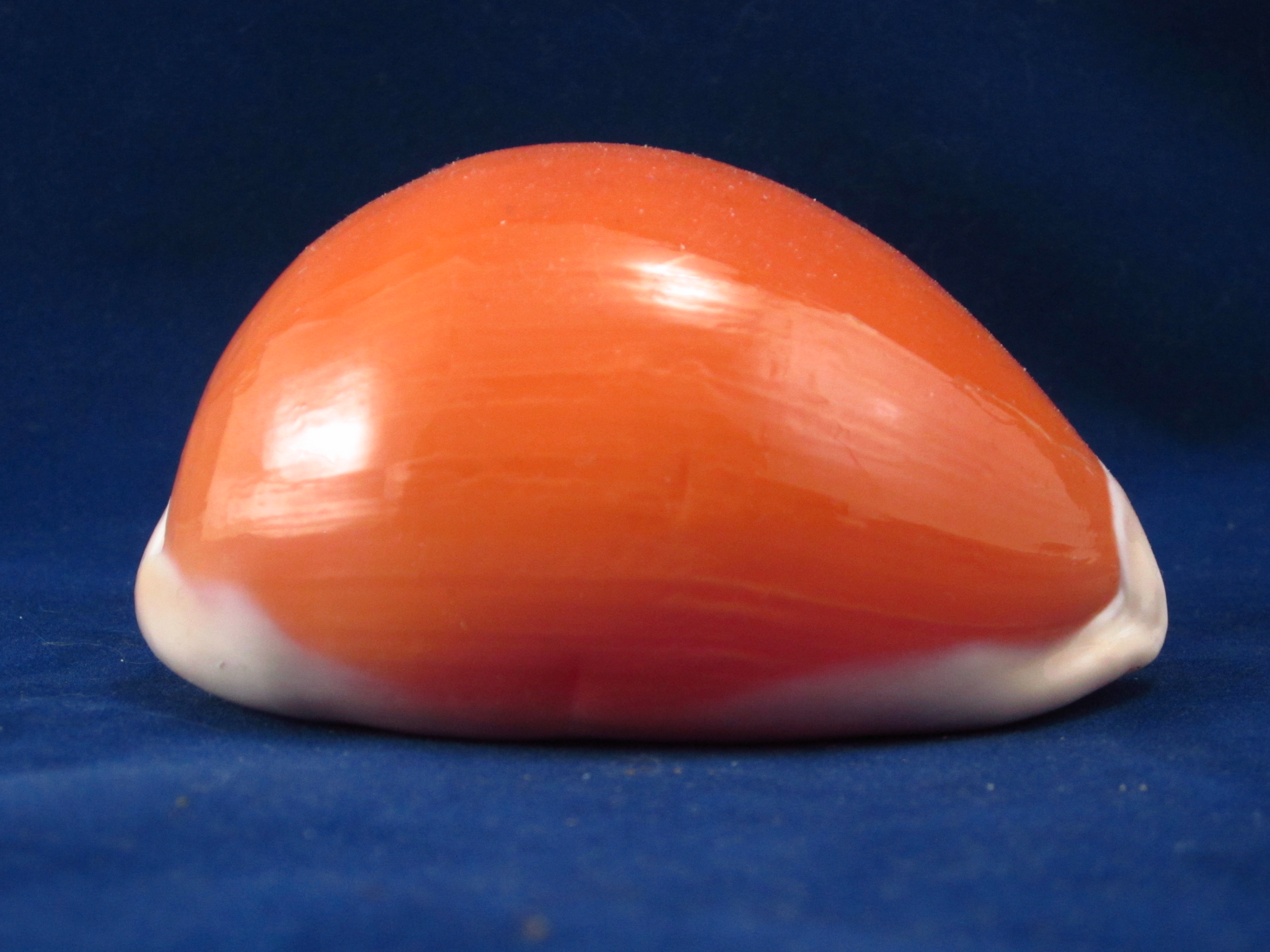 Артикул: CypLAu-03