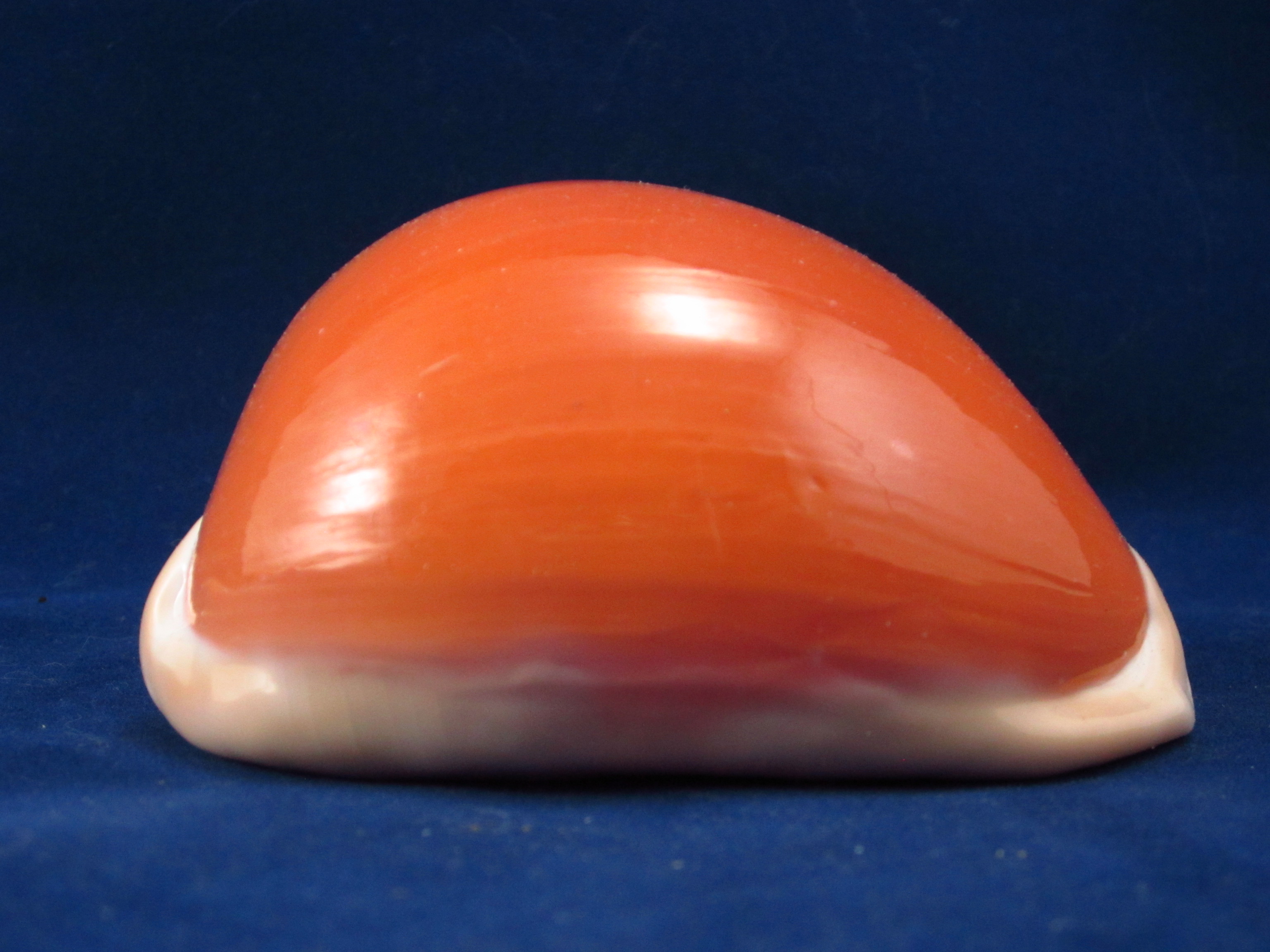 Артикул: CypLAu-07