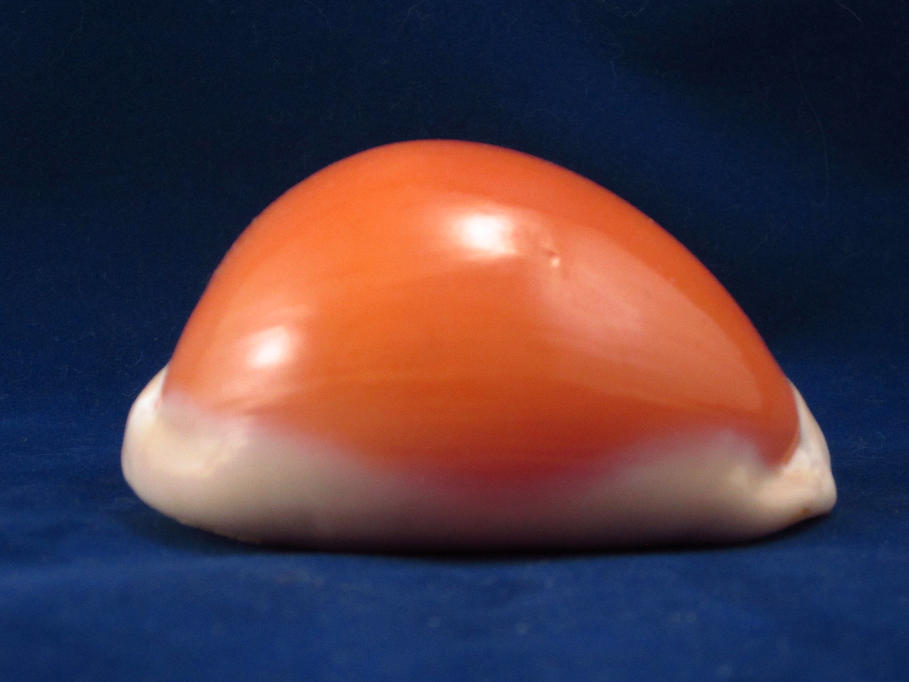 Артикул: CypLAu-21