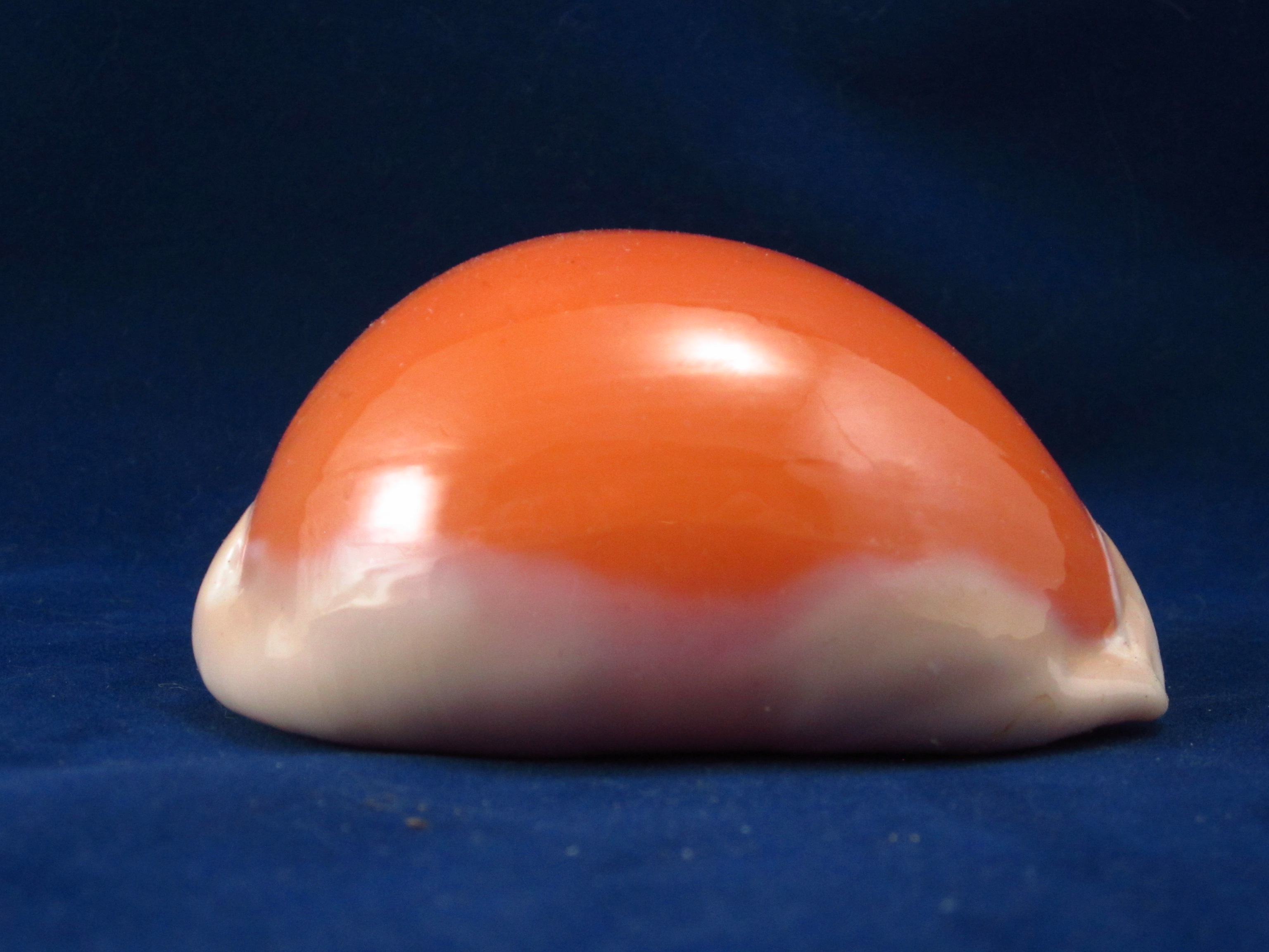 Артикул: CypLAu-24