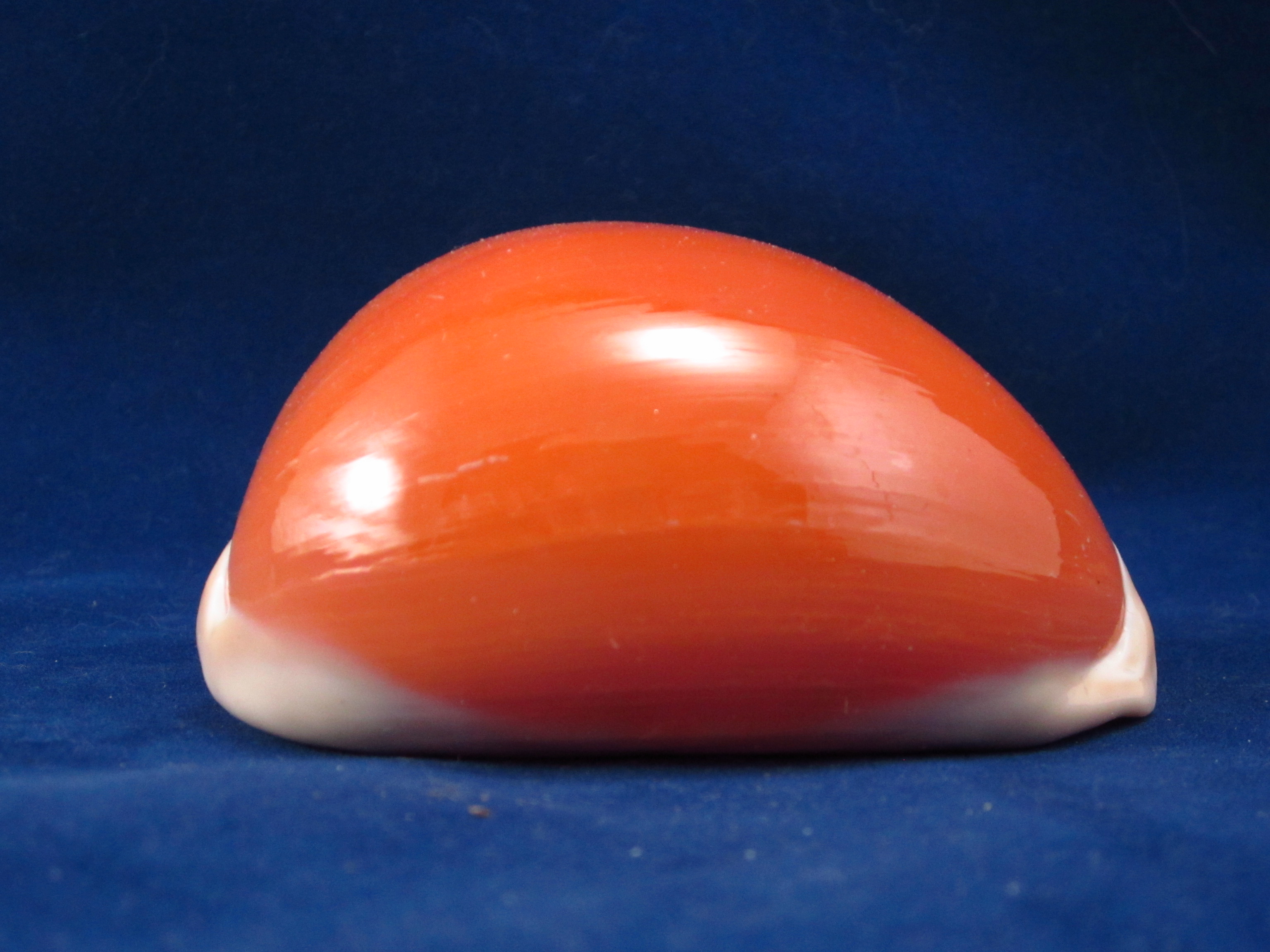 Артикул: CypLAu-27