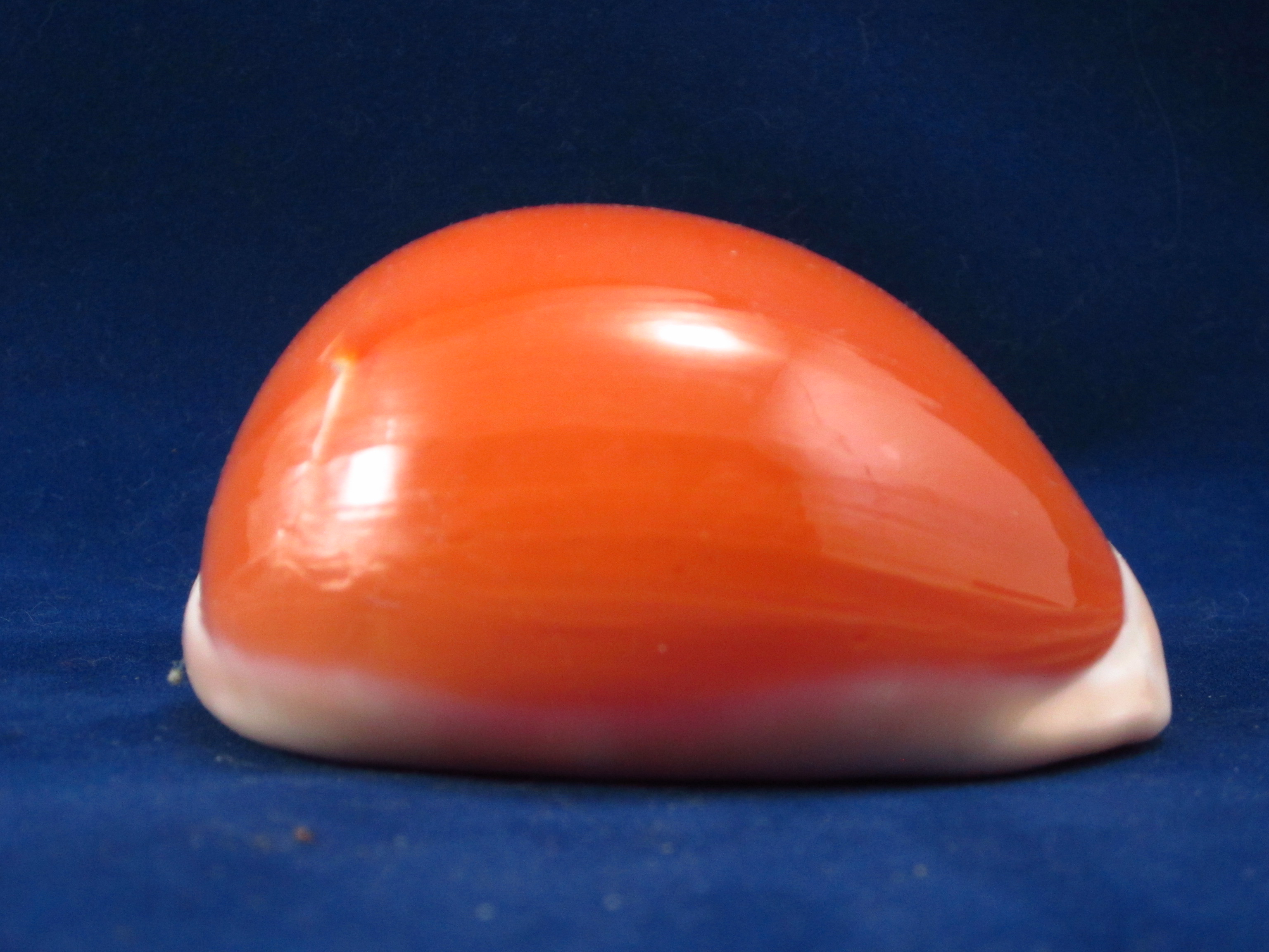 Артикул: CypLAu-36