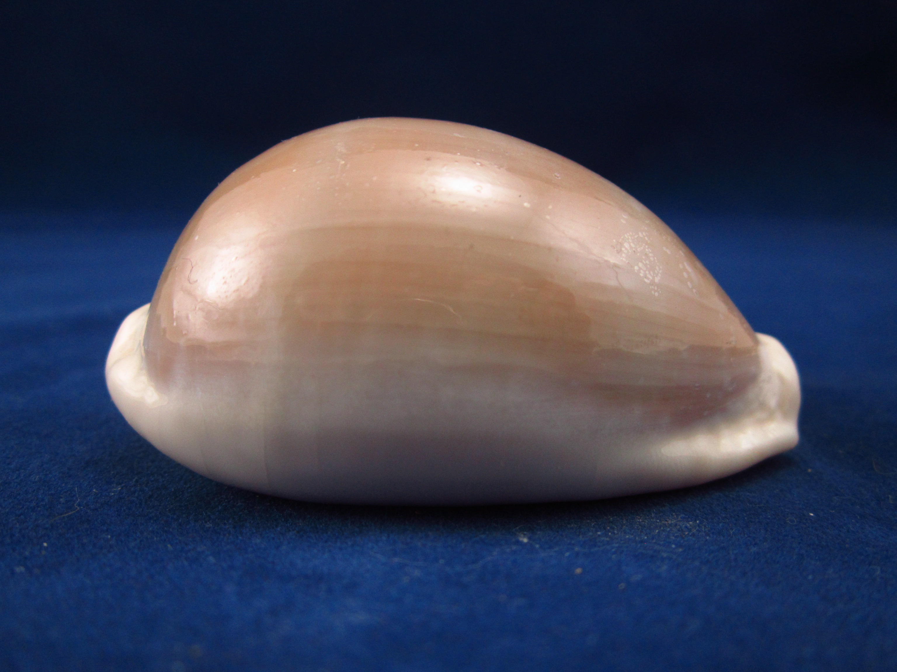 Артикул: CypLCa-03