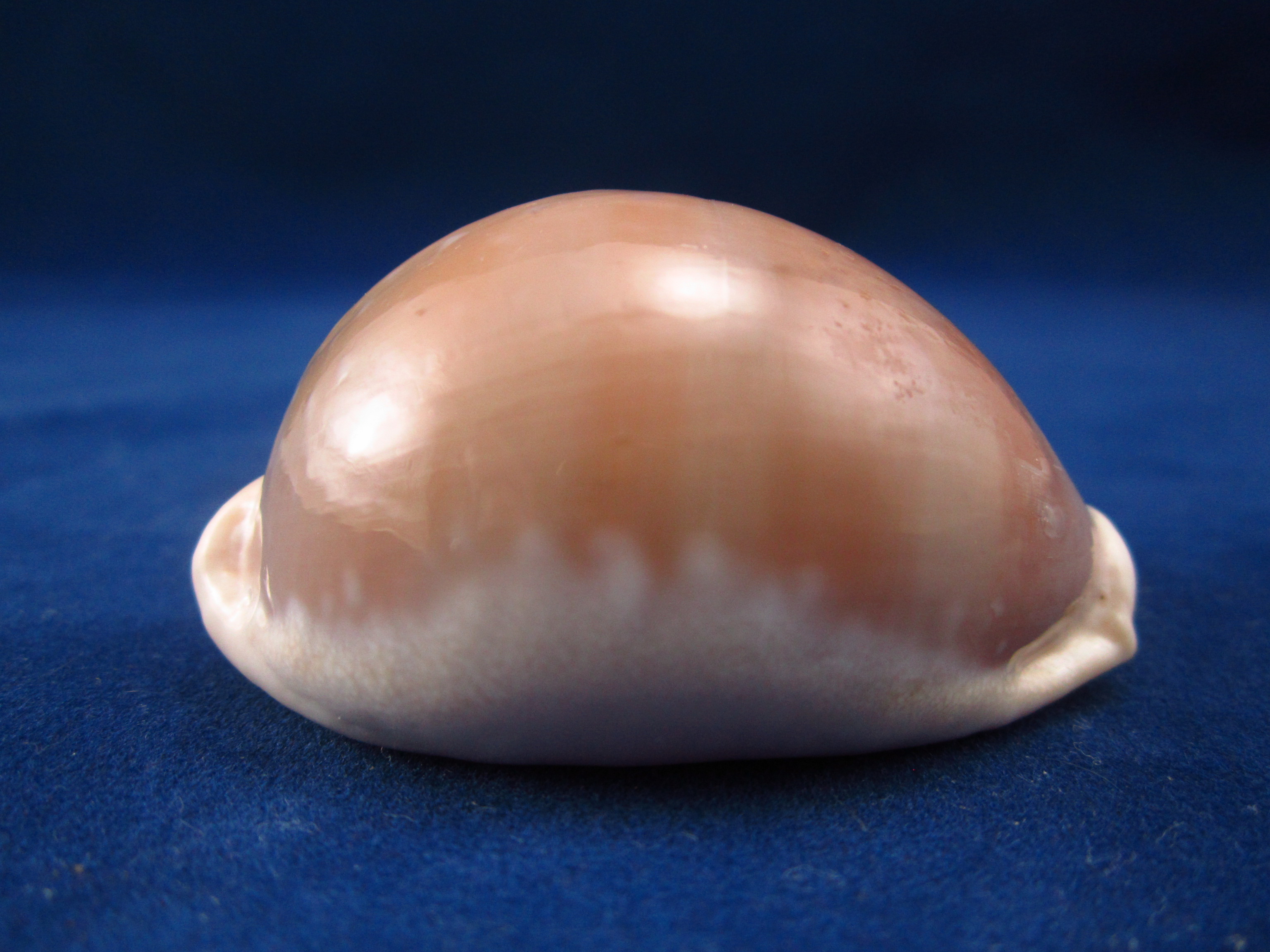 Артикул: CypLCa-15