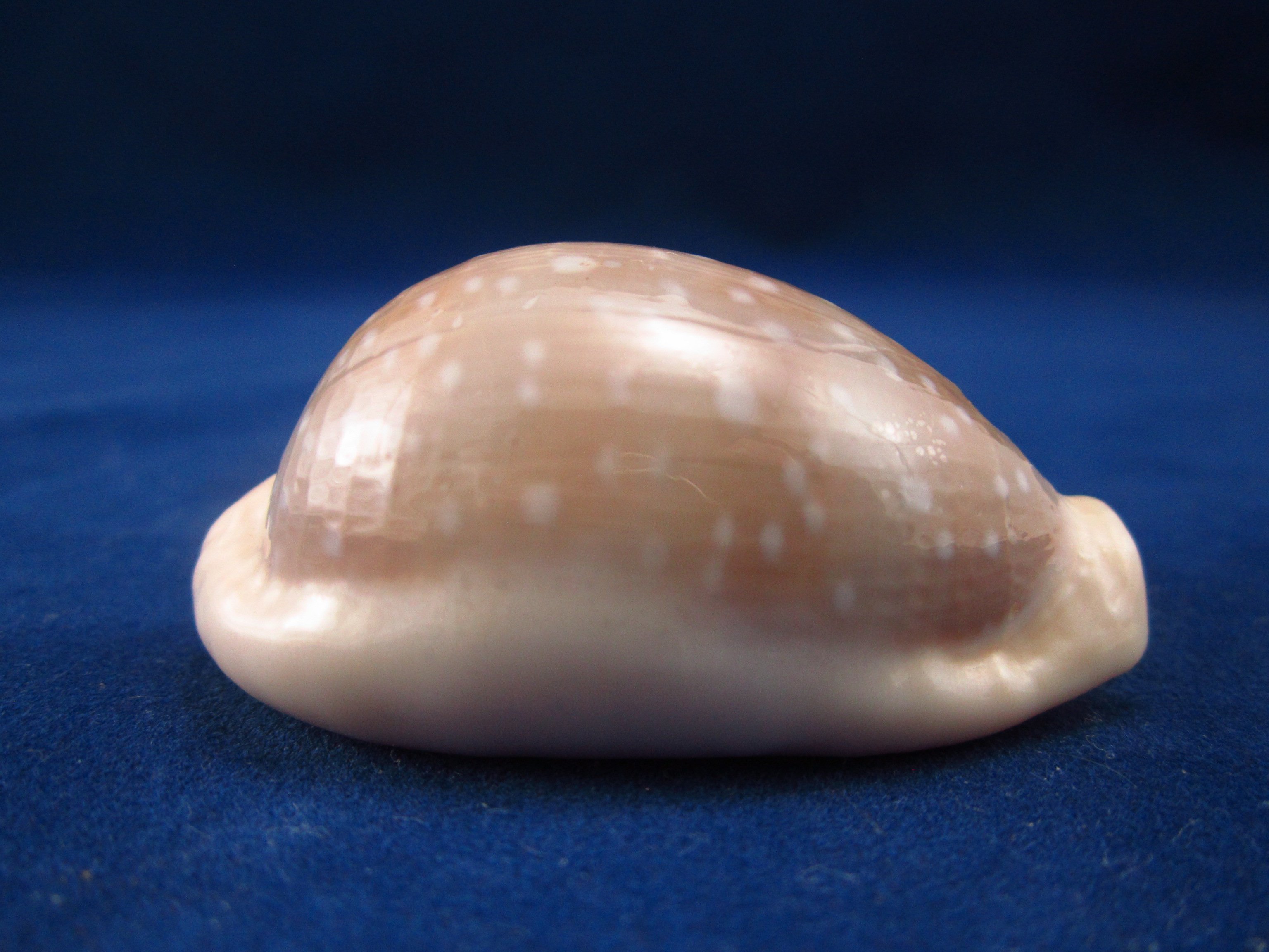 Артикул: CypLCa-18