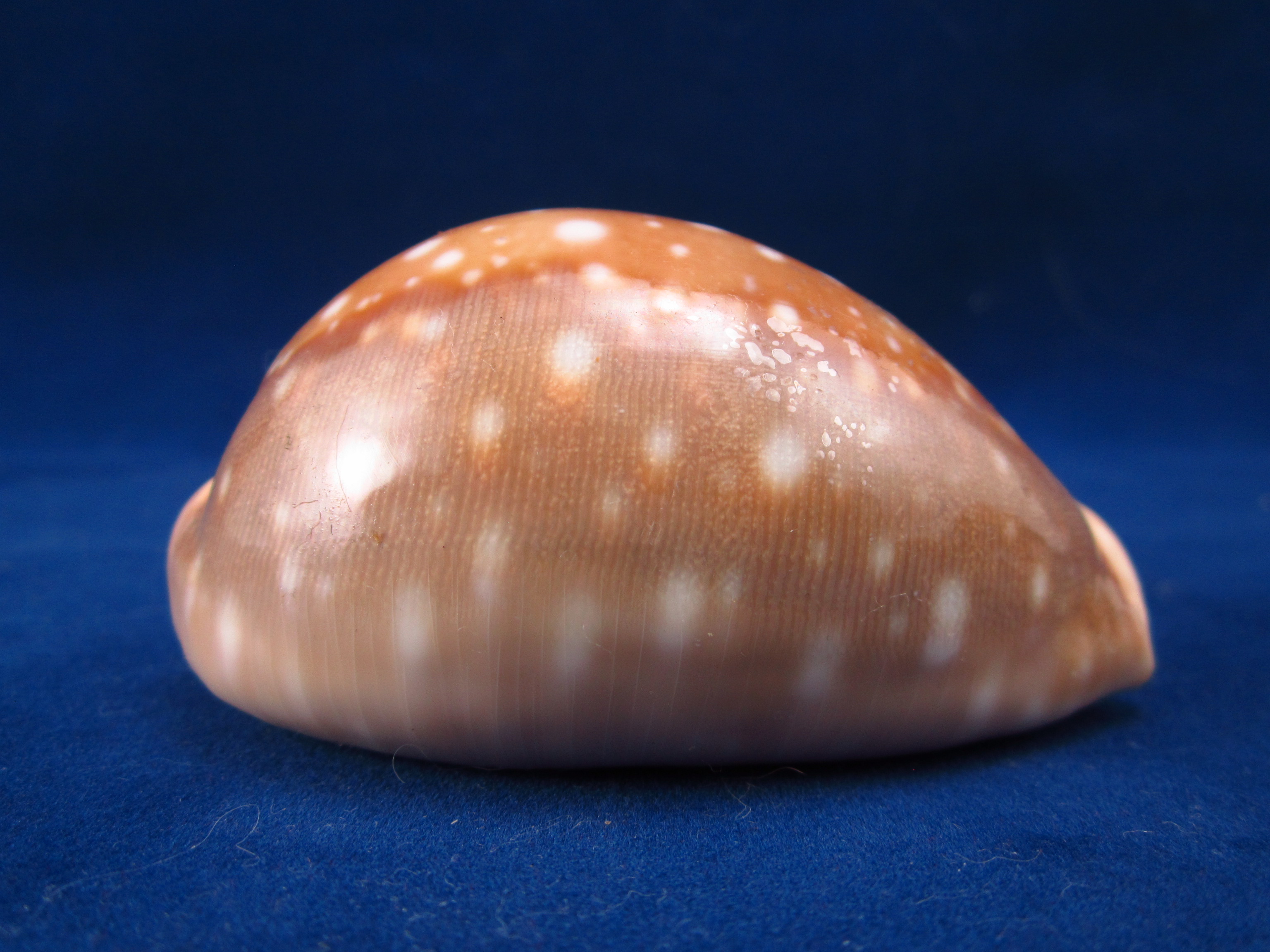 Артикул: CypLVi-03