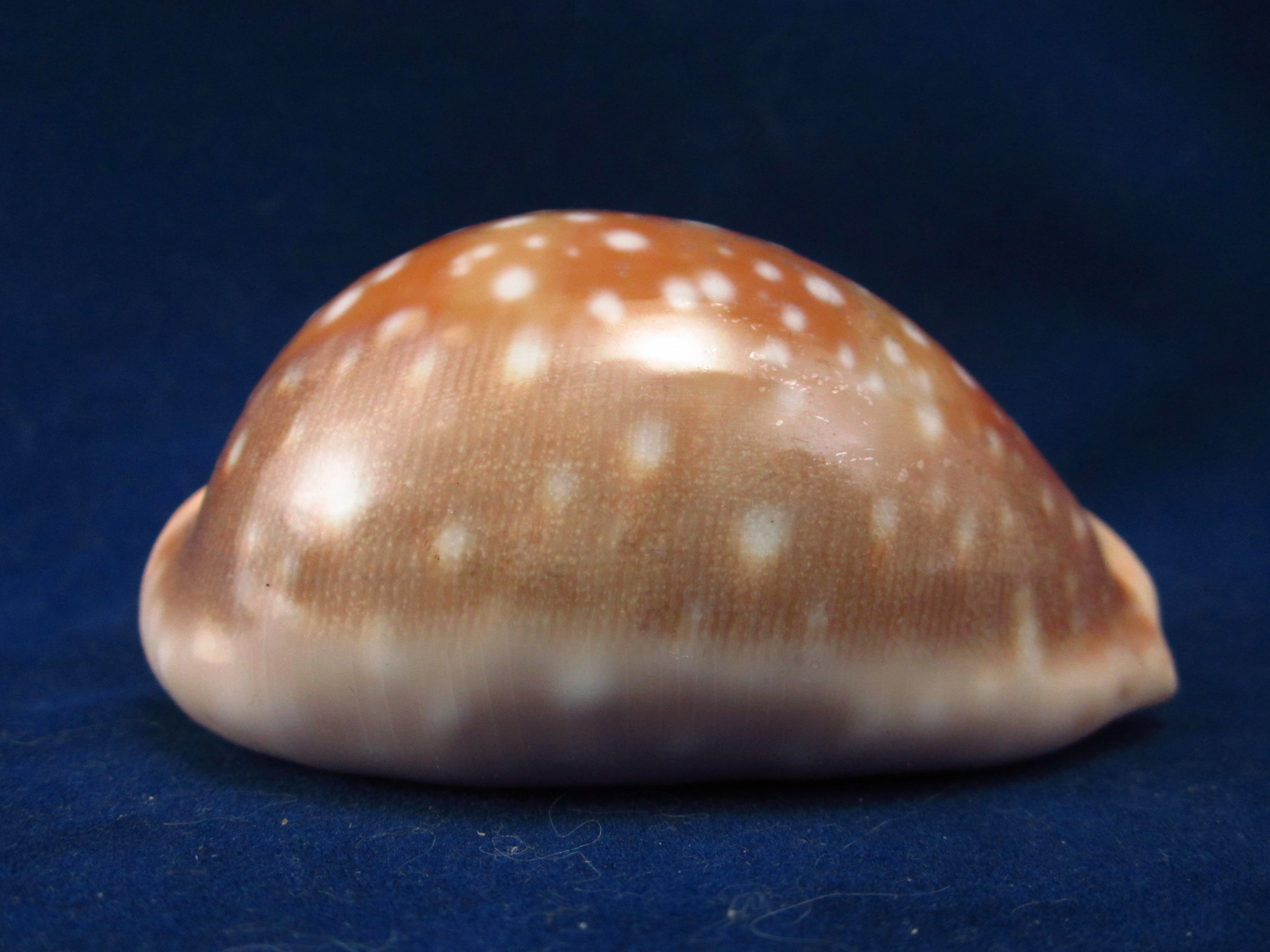 Артикул: CypLVi-08