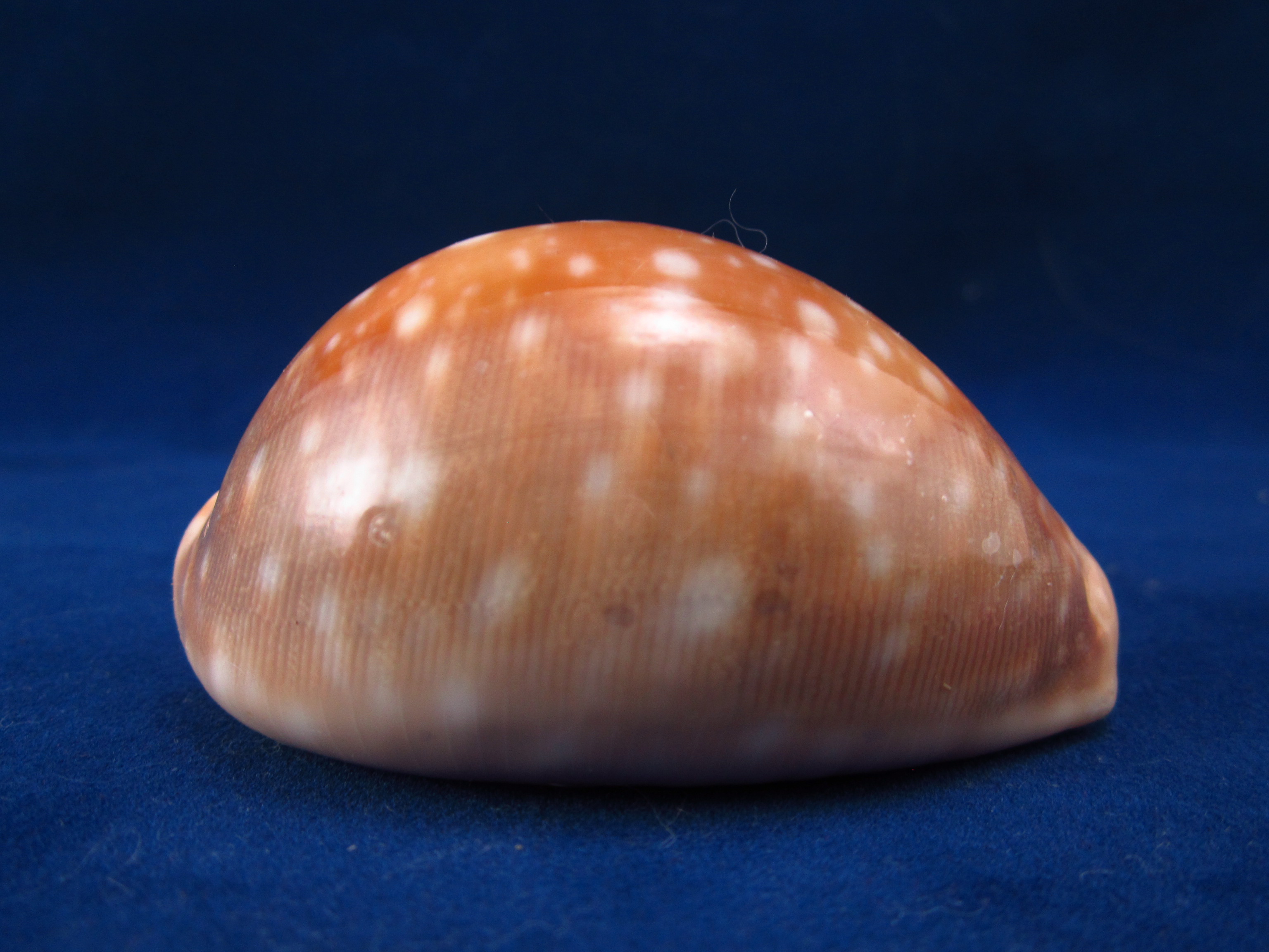 Артикул: CypLVi-09