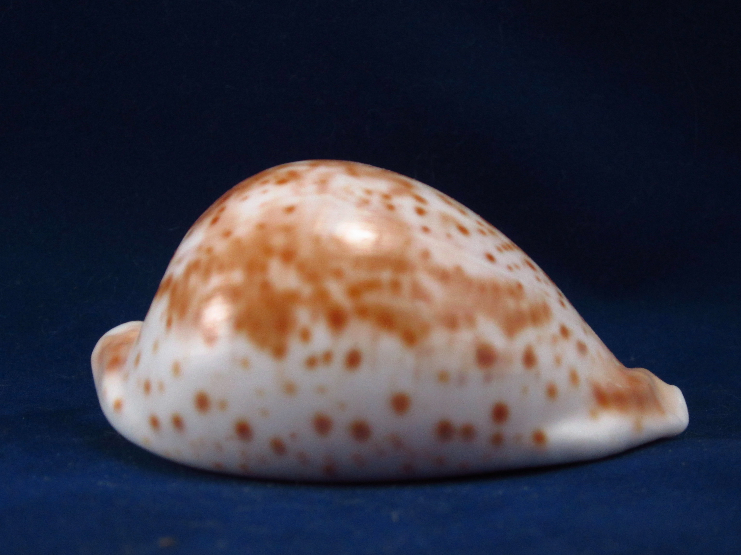 Артикул: CypUHB-05