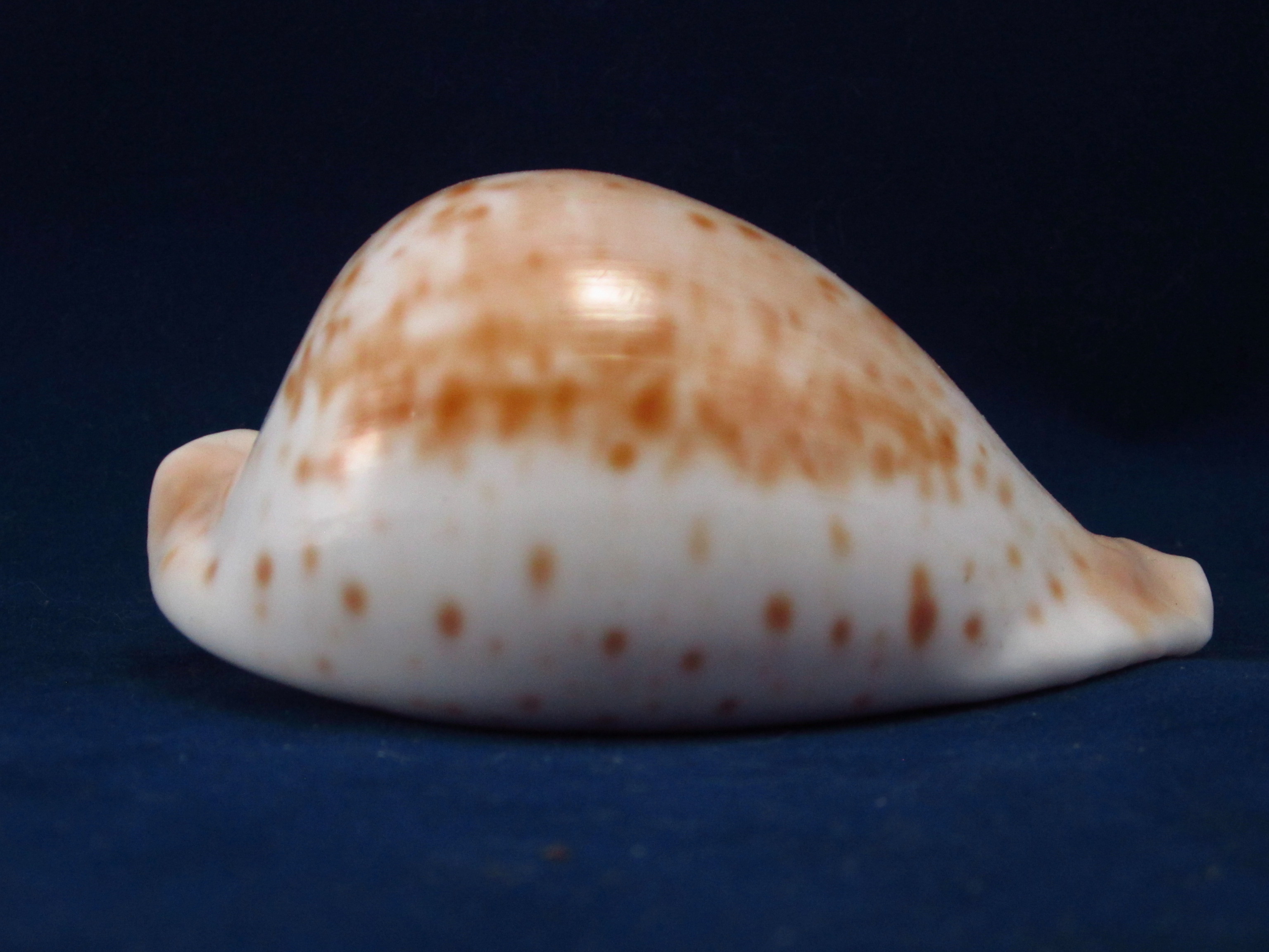 Артикул: CypUHe-02