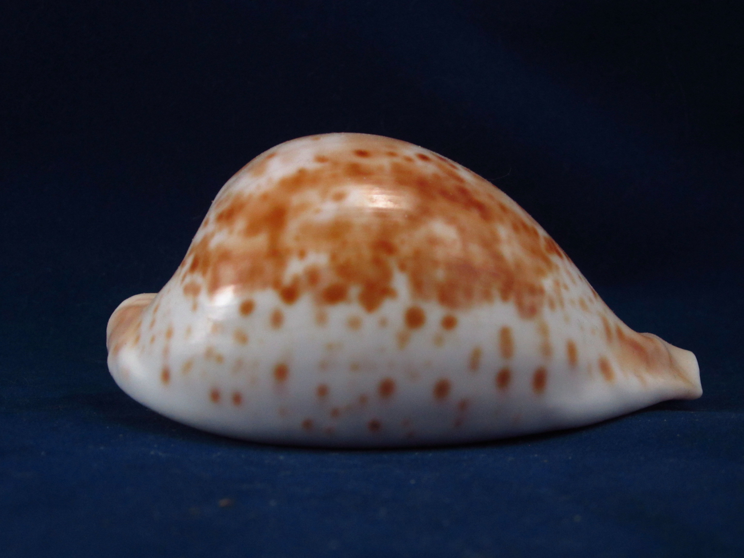 Артикул: CypUHe-04