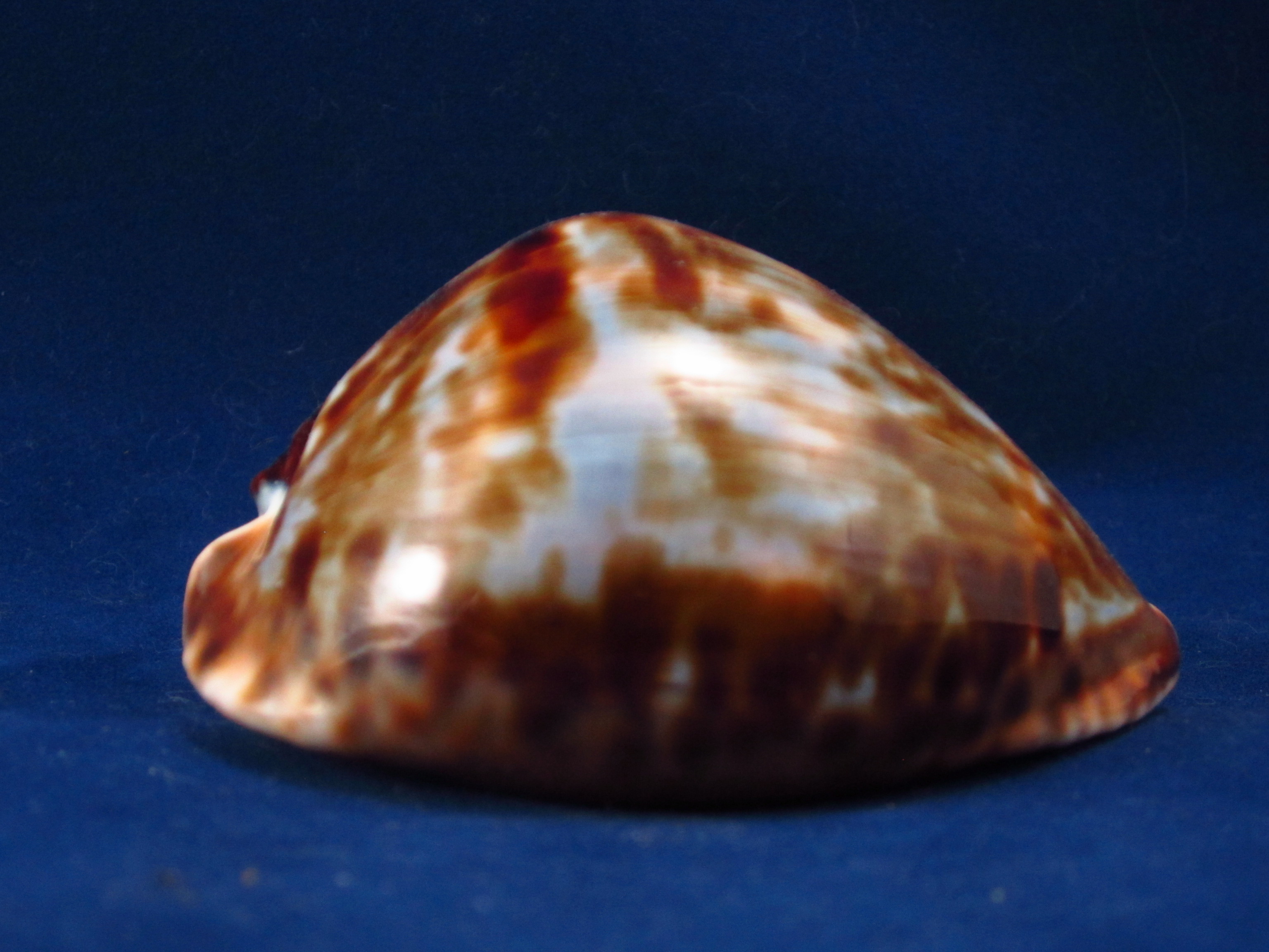 Артикул: CypZFV-03