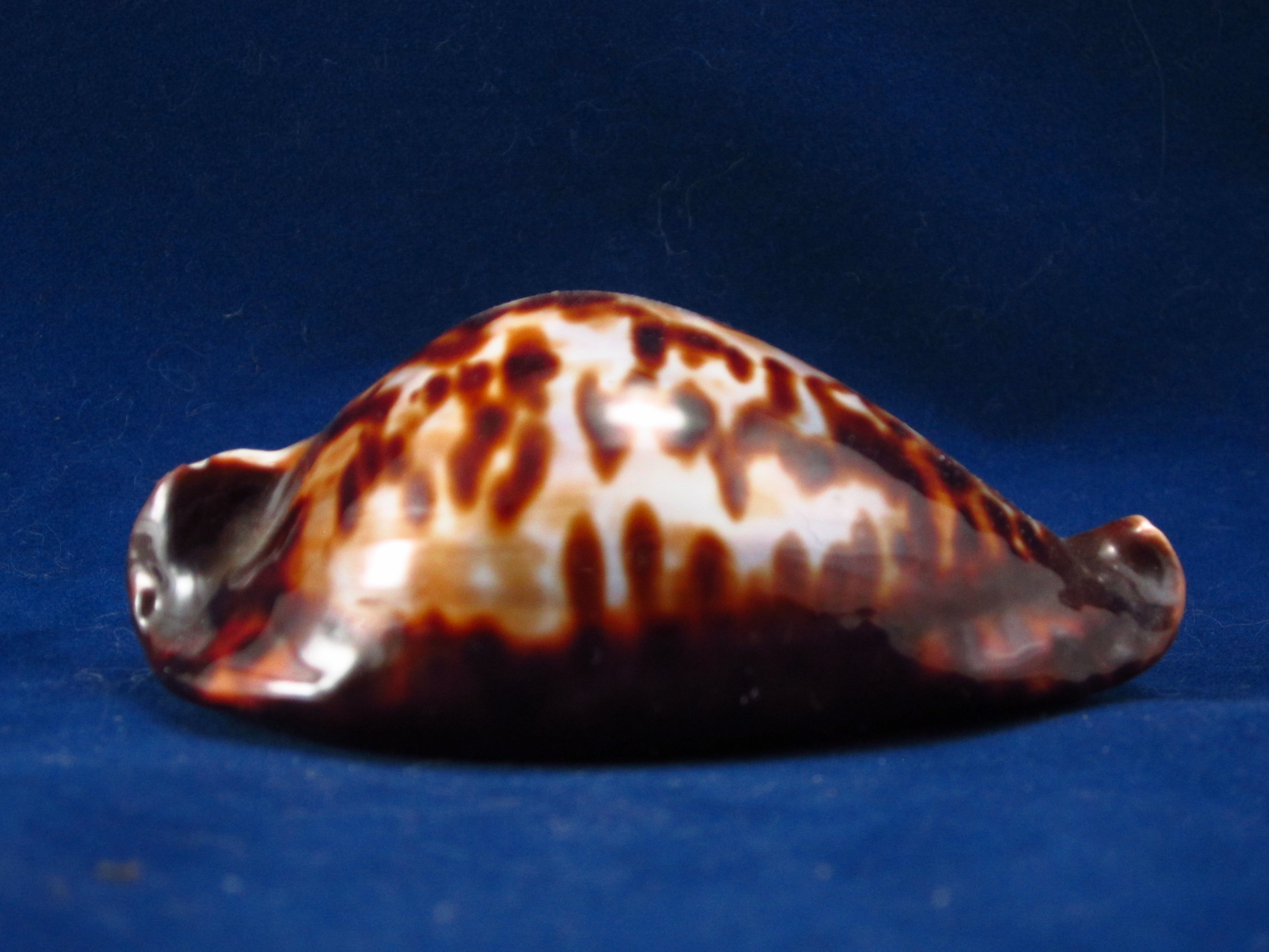 Артикул: CypZFr-03