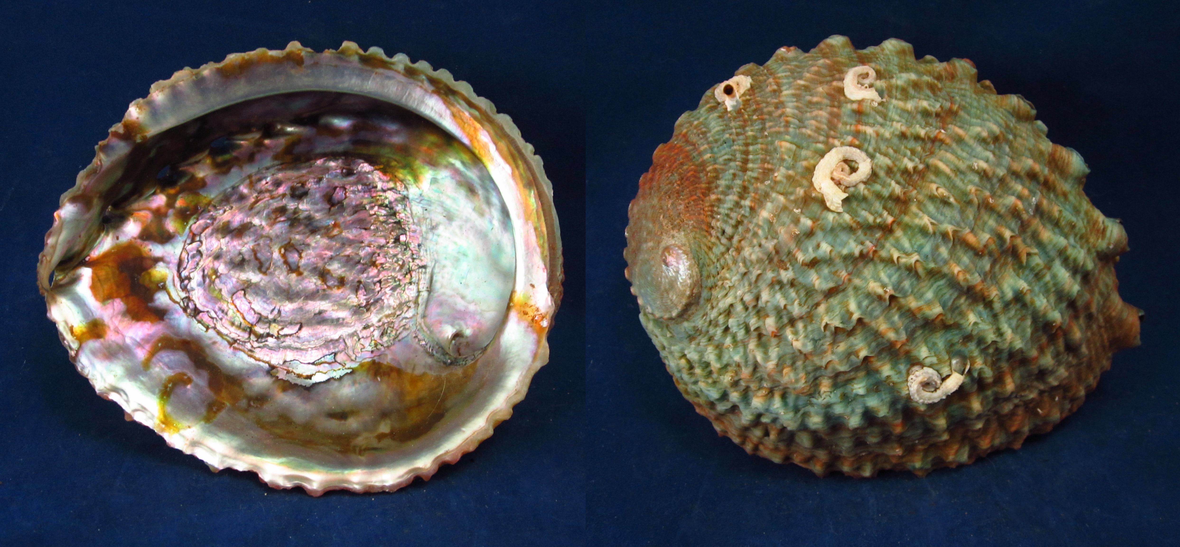 Артикул: HalCor-10