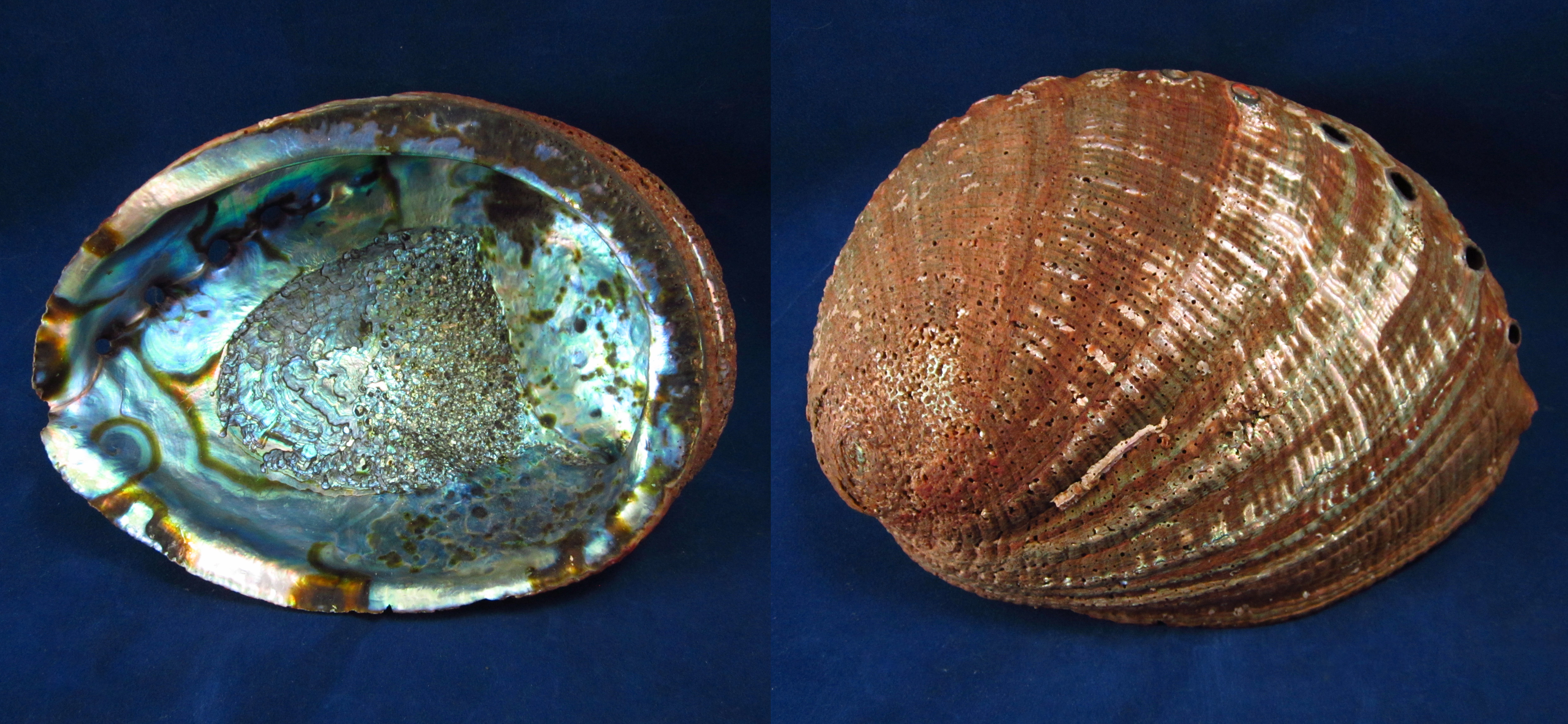 Артикул: HalFul-03