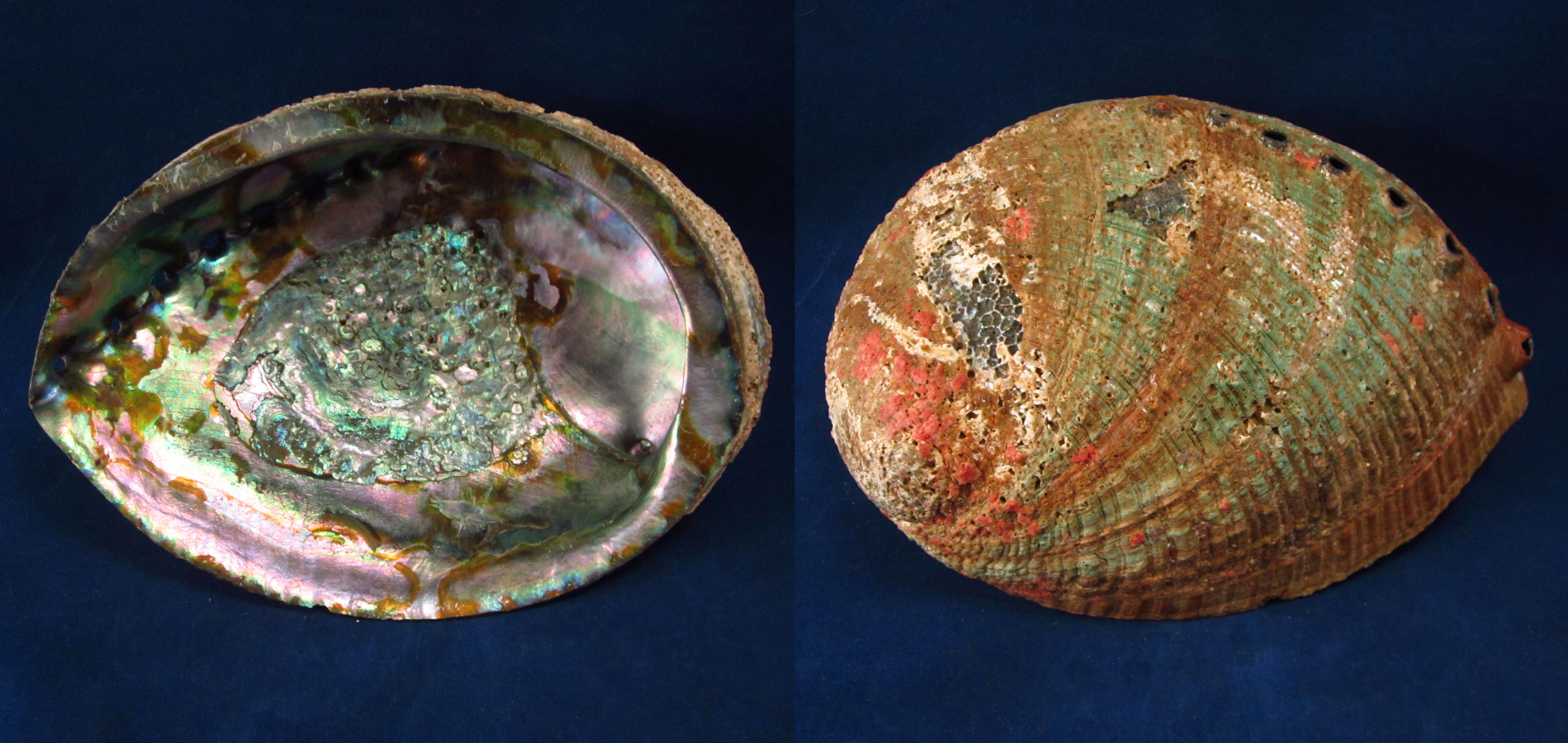 Артикул: HalFul-09