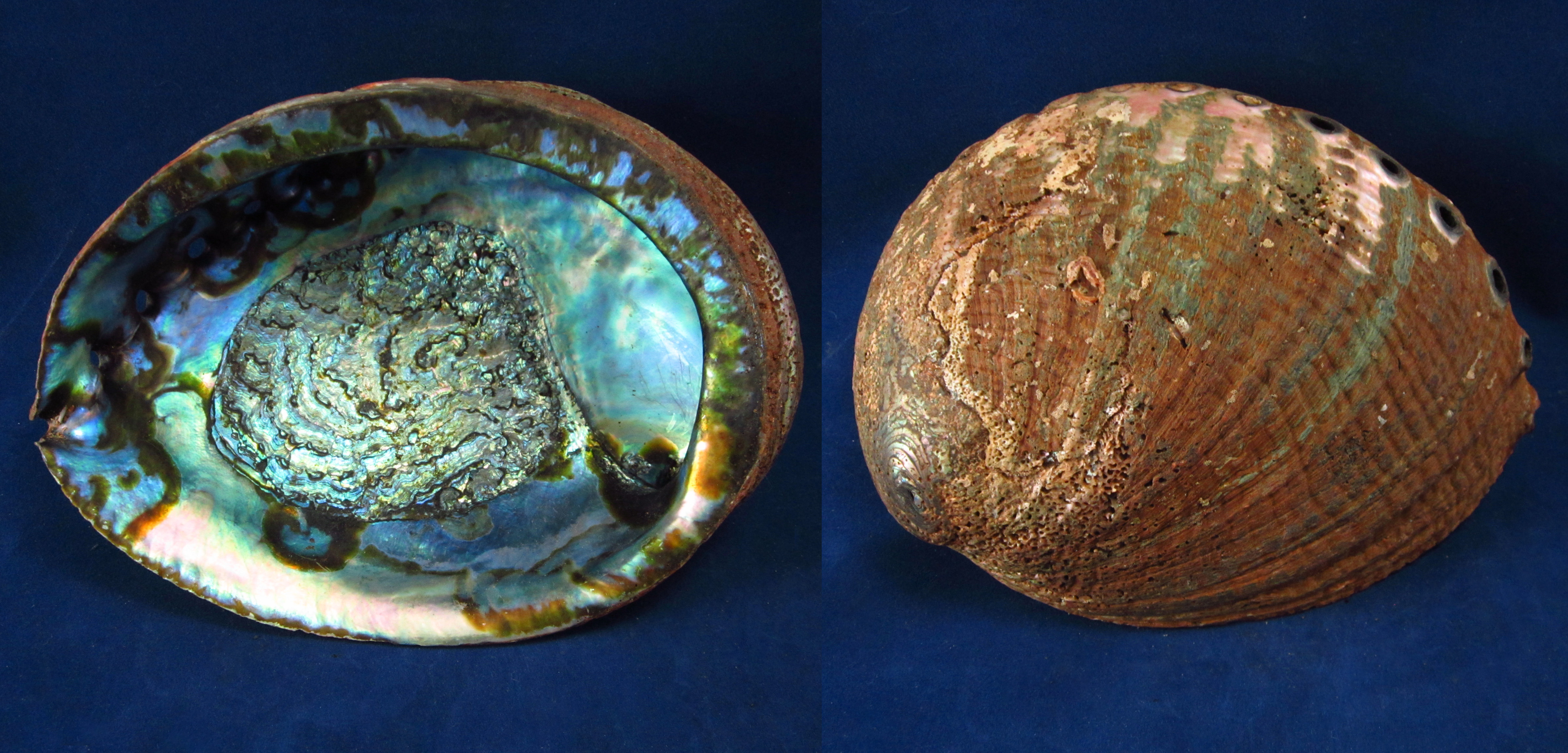 Артикул: HalFul-12