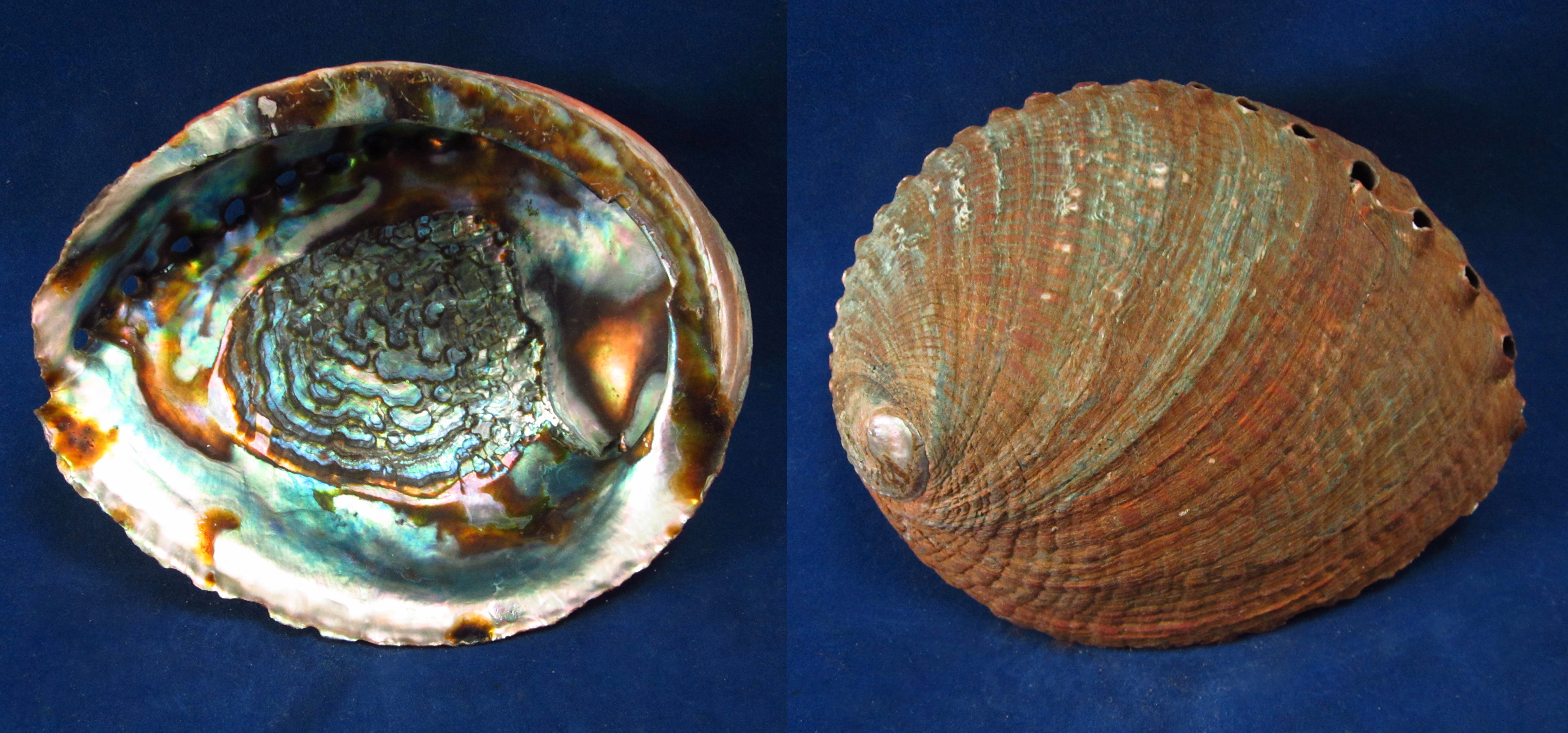 Артикул: HalFul-28