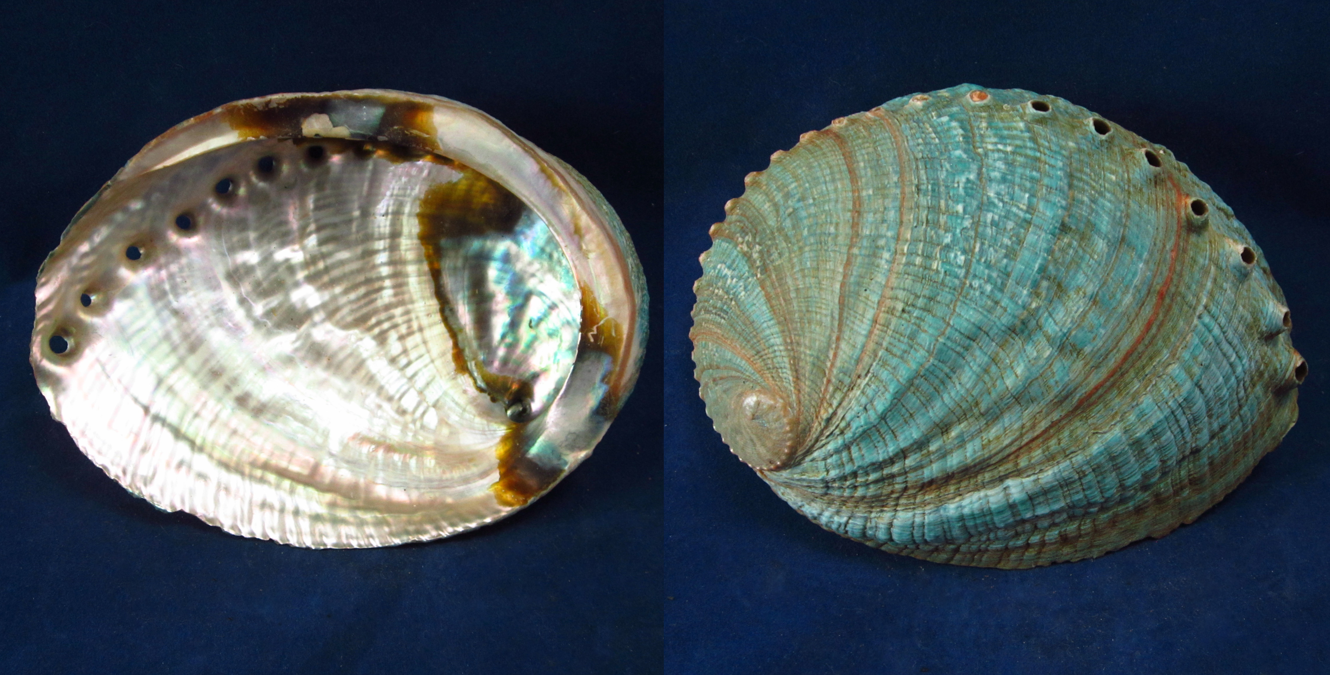 Артикул: HalFul-36