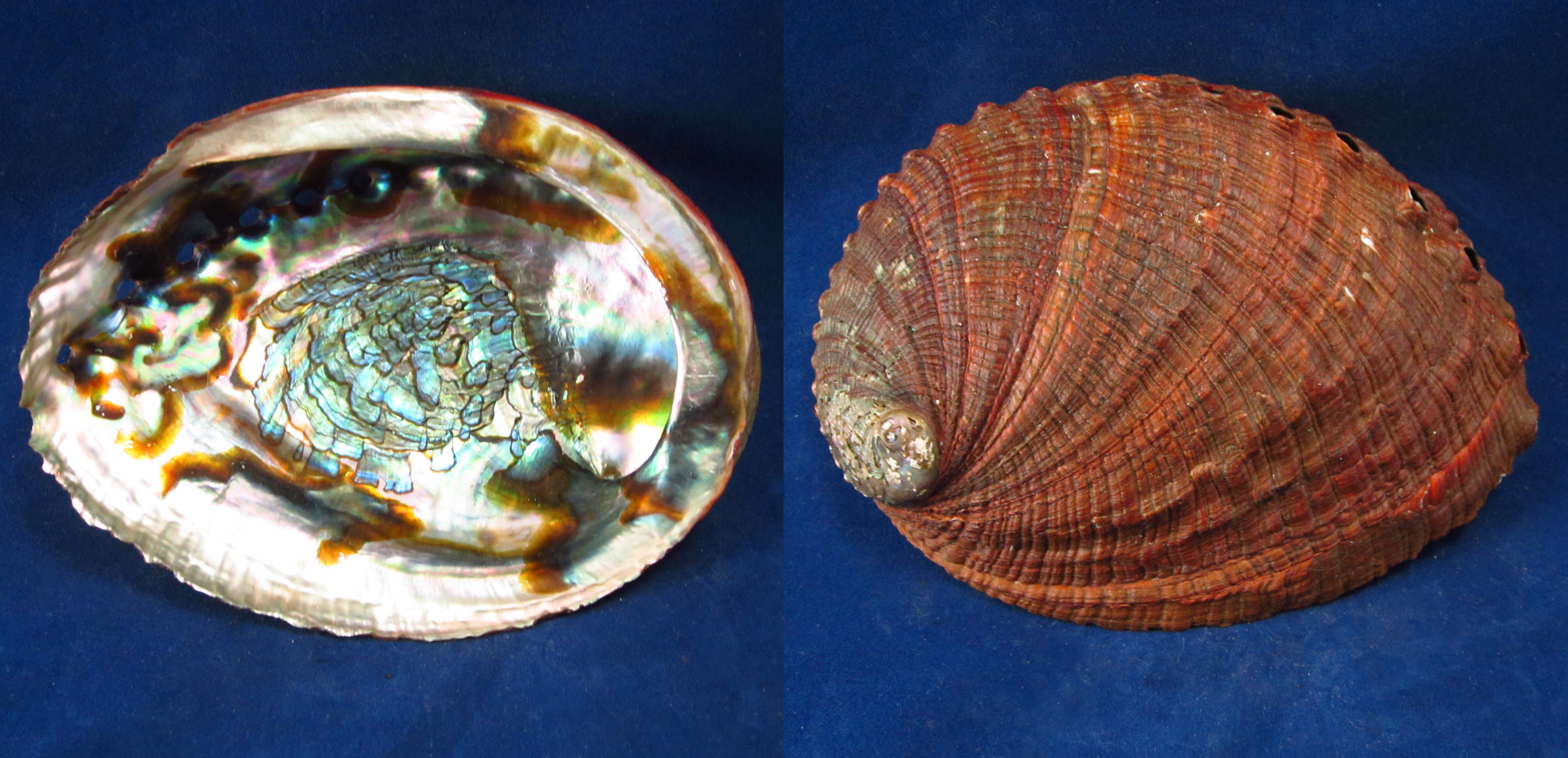 Артикул: HalFul-40