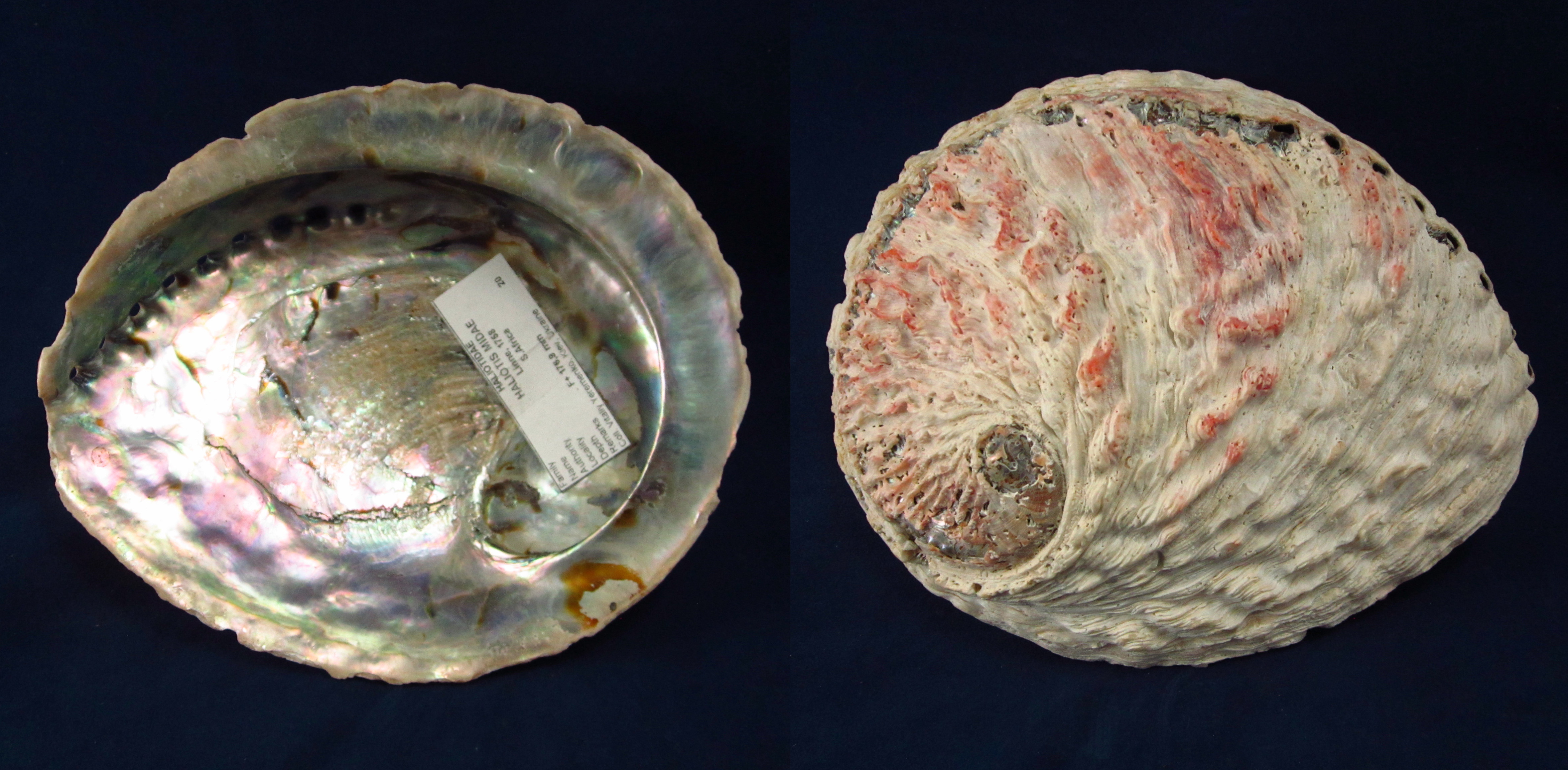 Артикул: HalMid-03