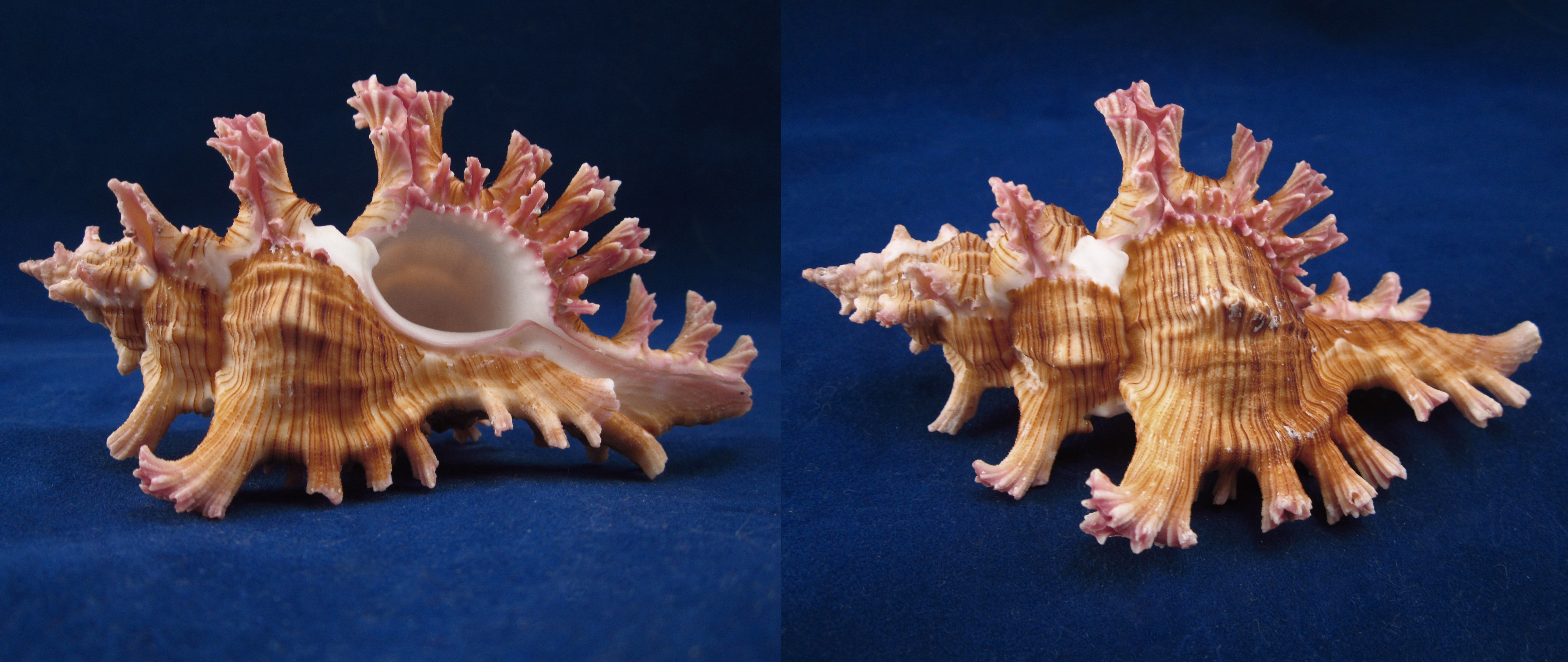 Артикул: MurCiSa-02