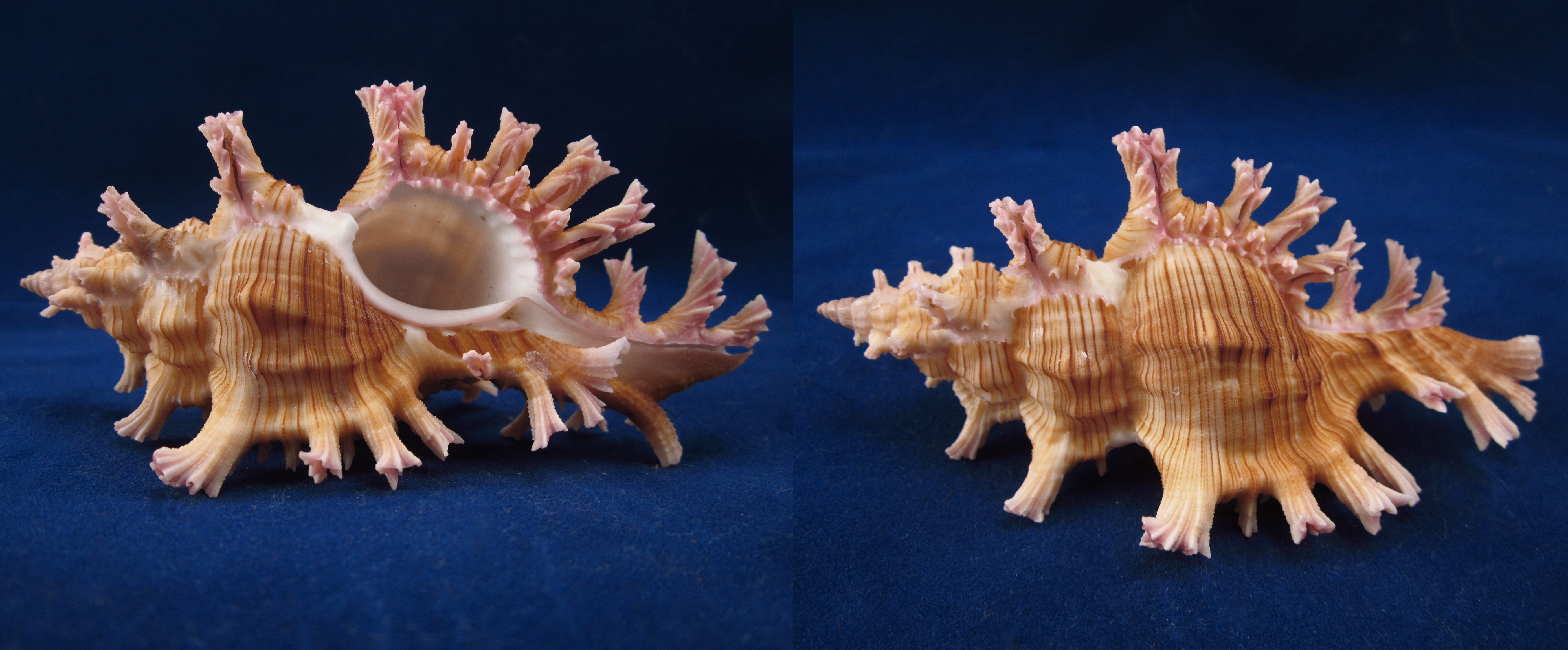 Артикул: MurCiSa-06