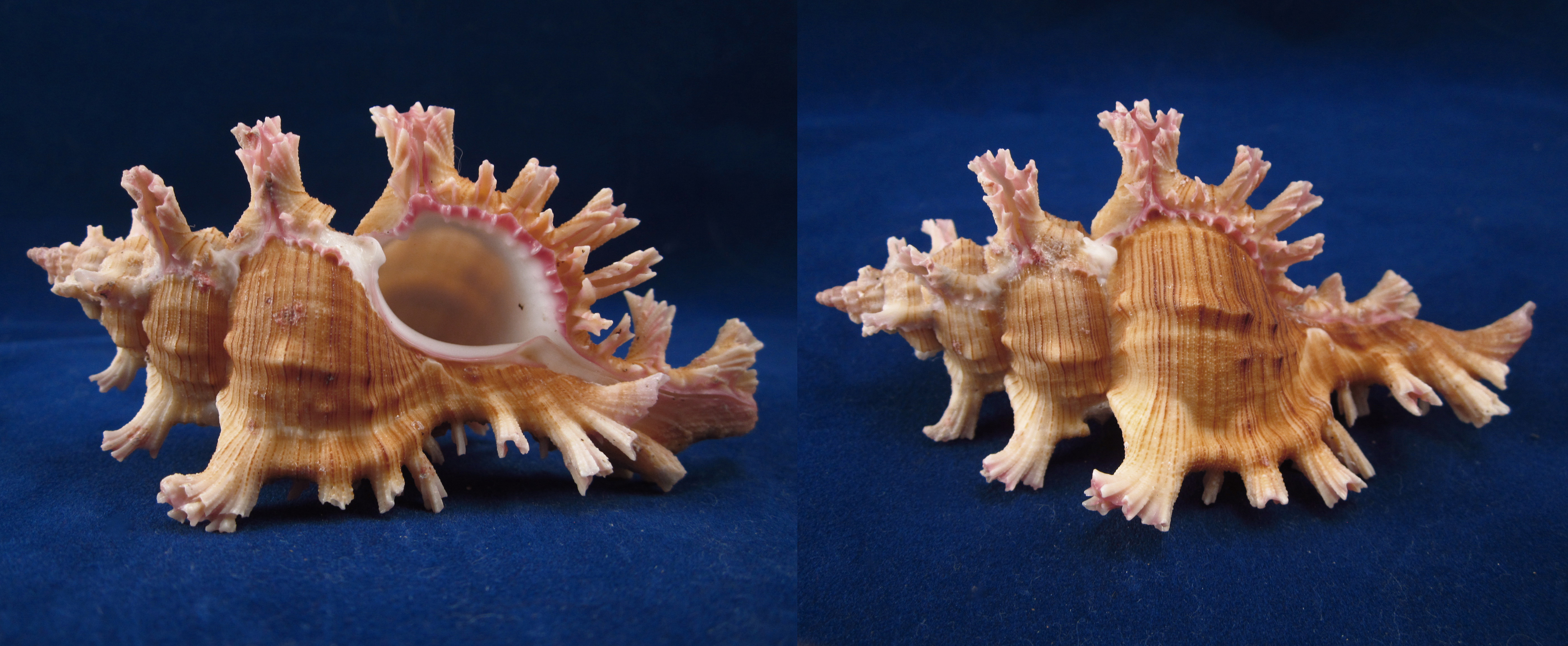 Артикул: MurCiSa-08