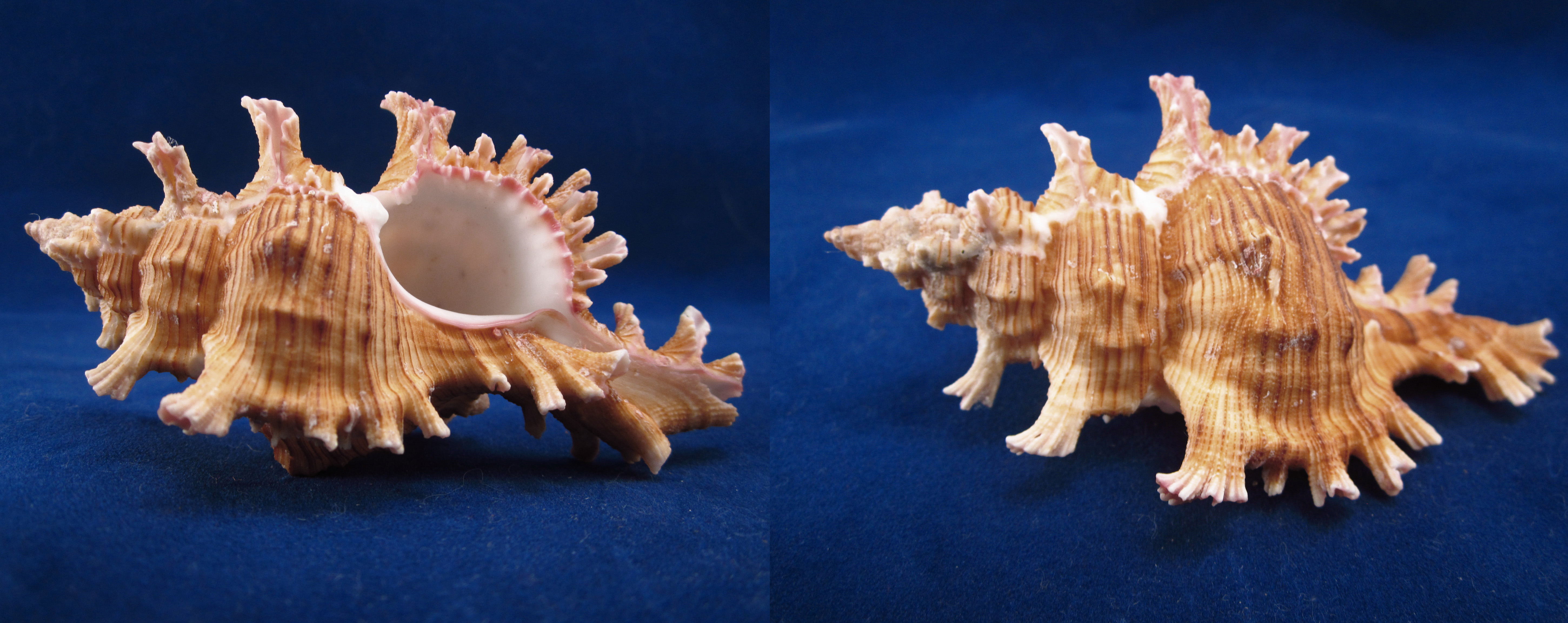 Артикул: MurCiSa-10