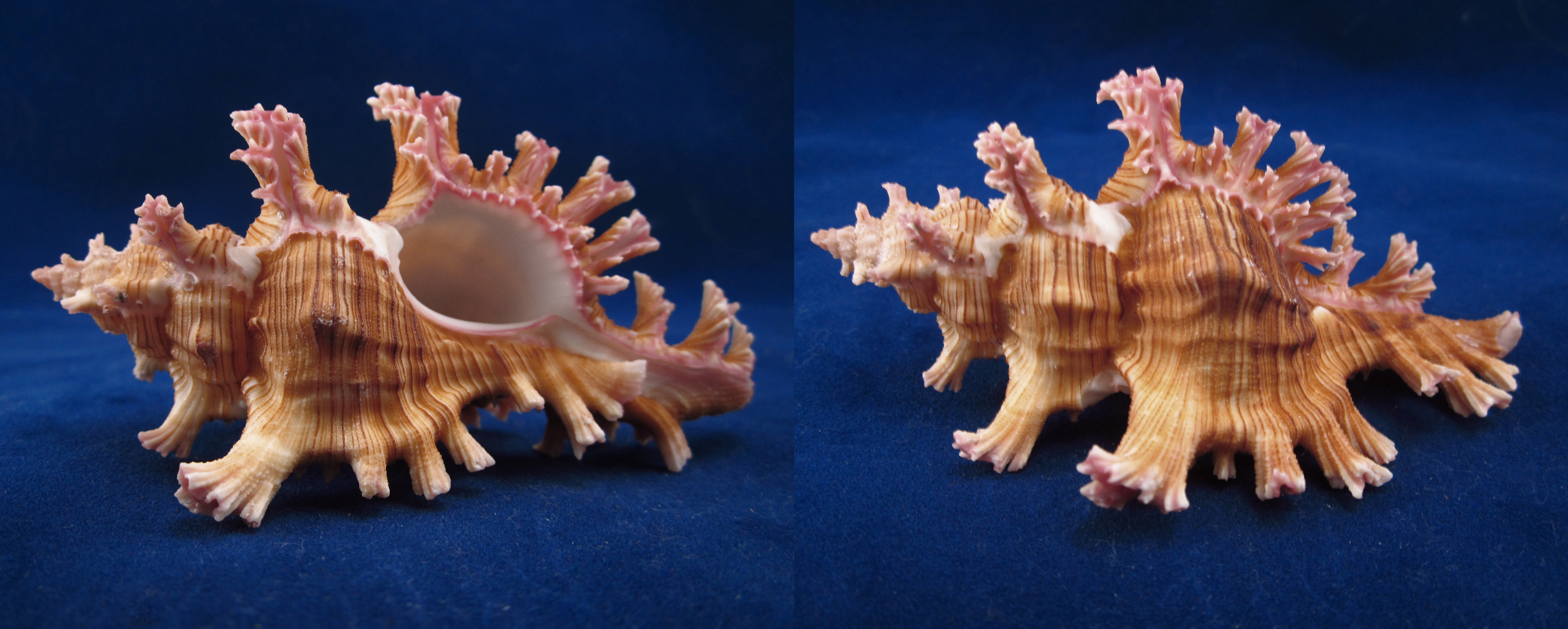 Артикул: MurCiSa-12