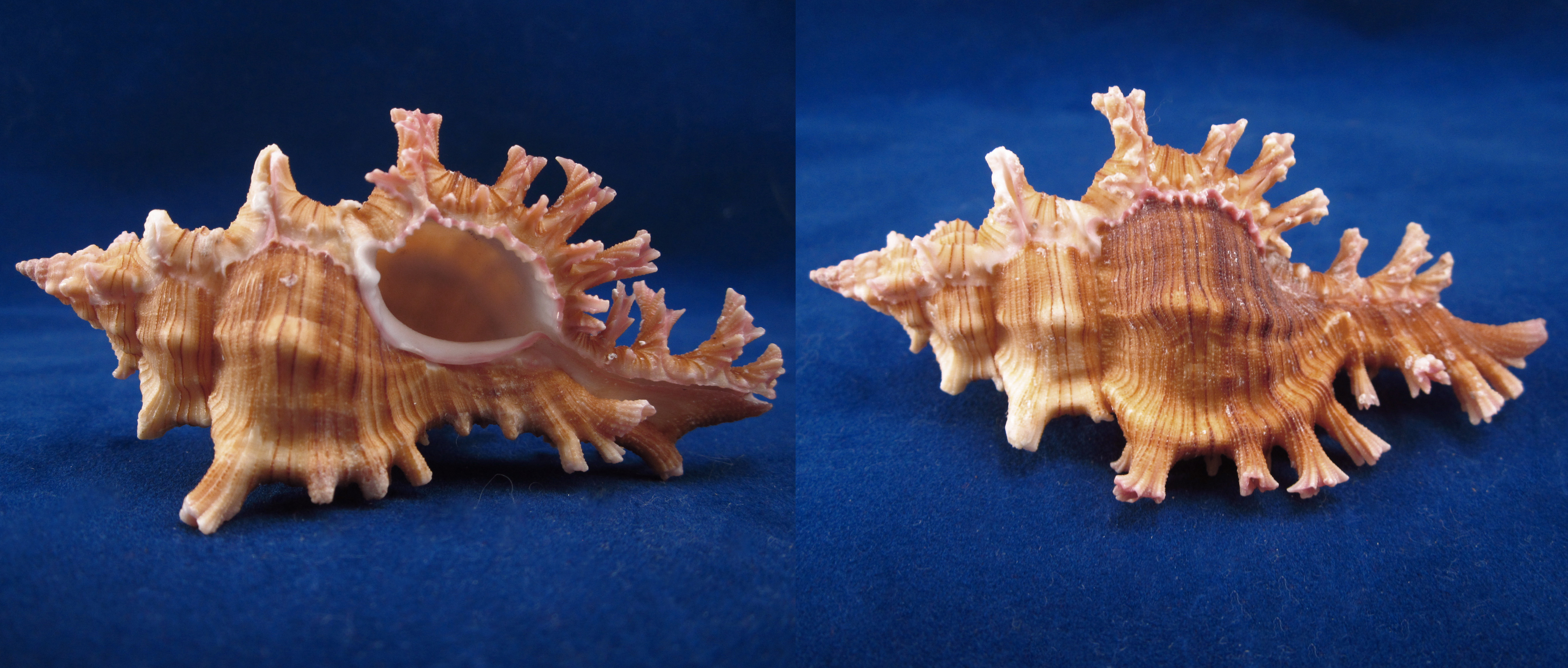 Артикул: MurCiSa-14