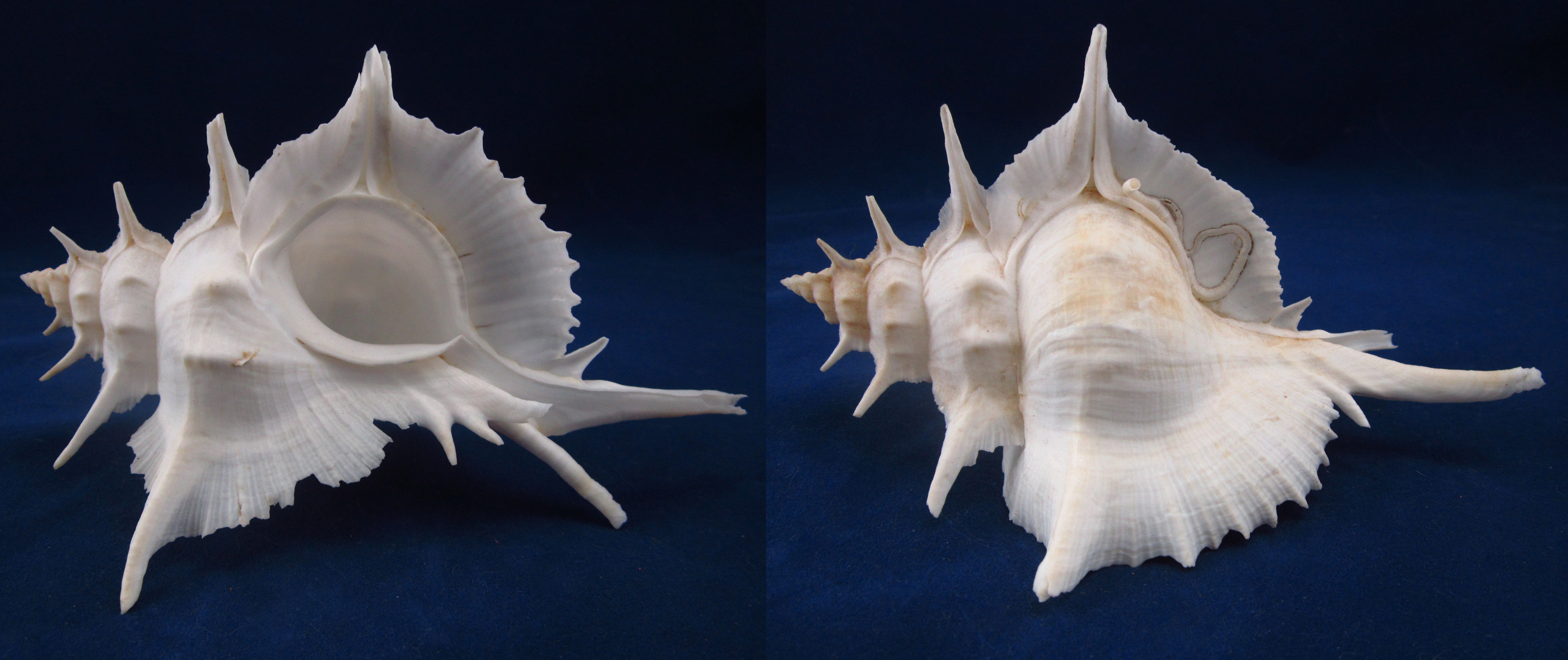 Артикул: MurSA-06