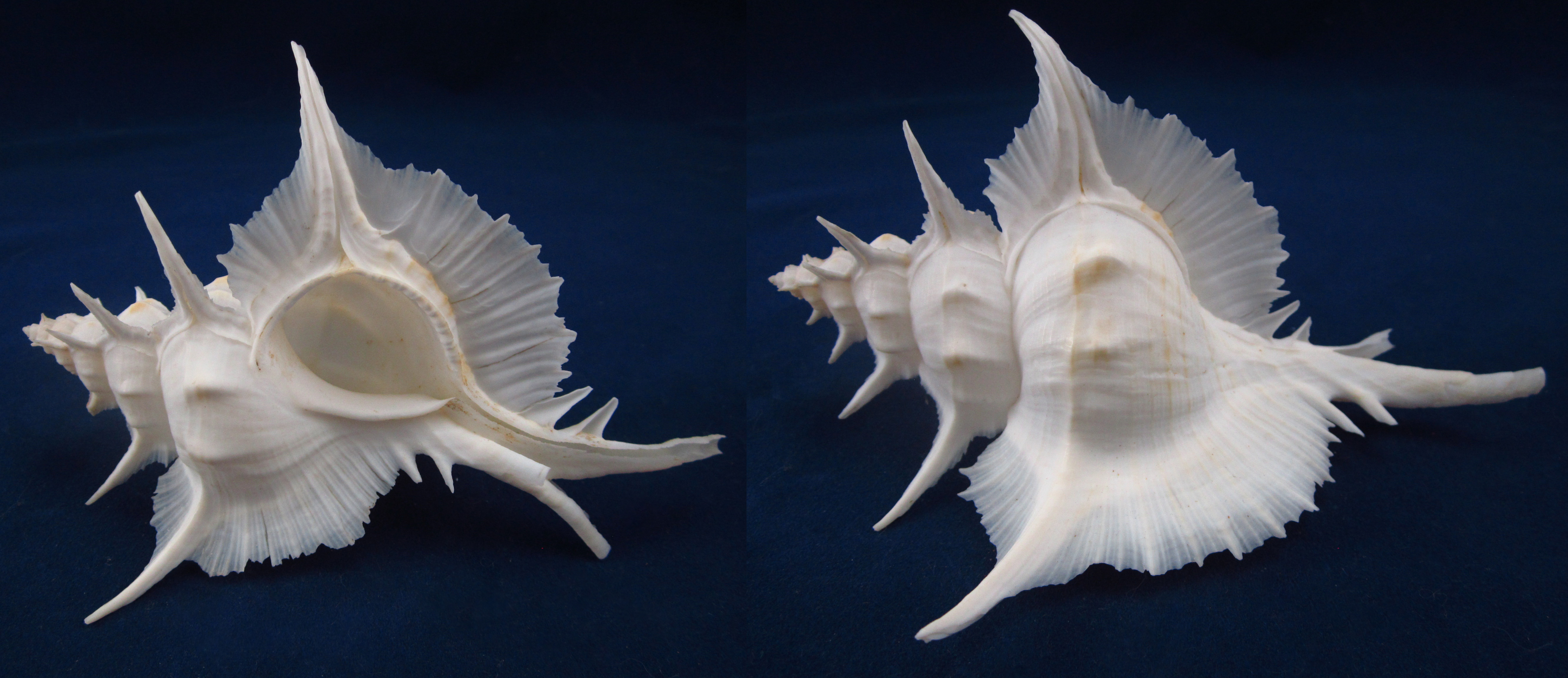 Артикул: MurSA-30