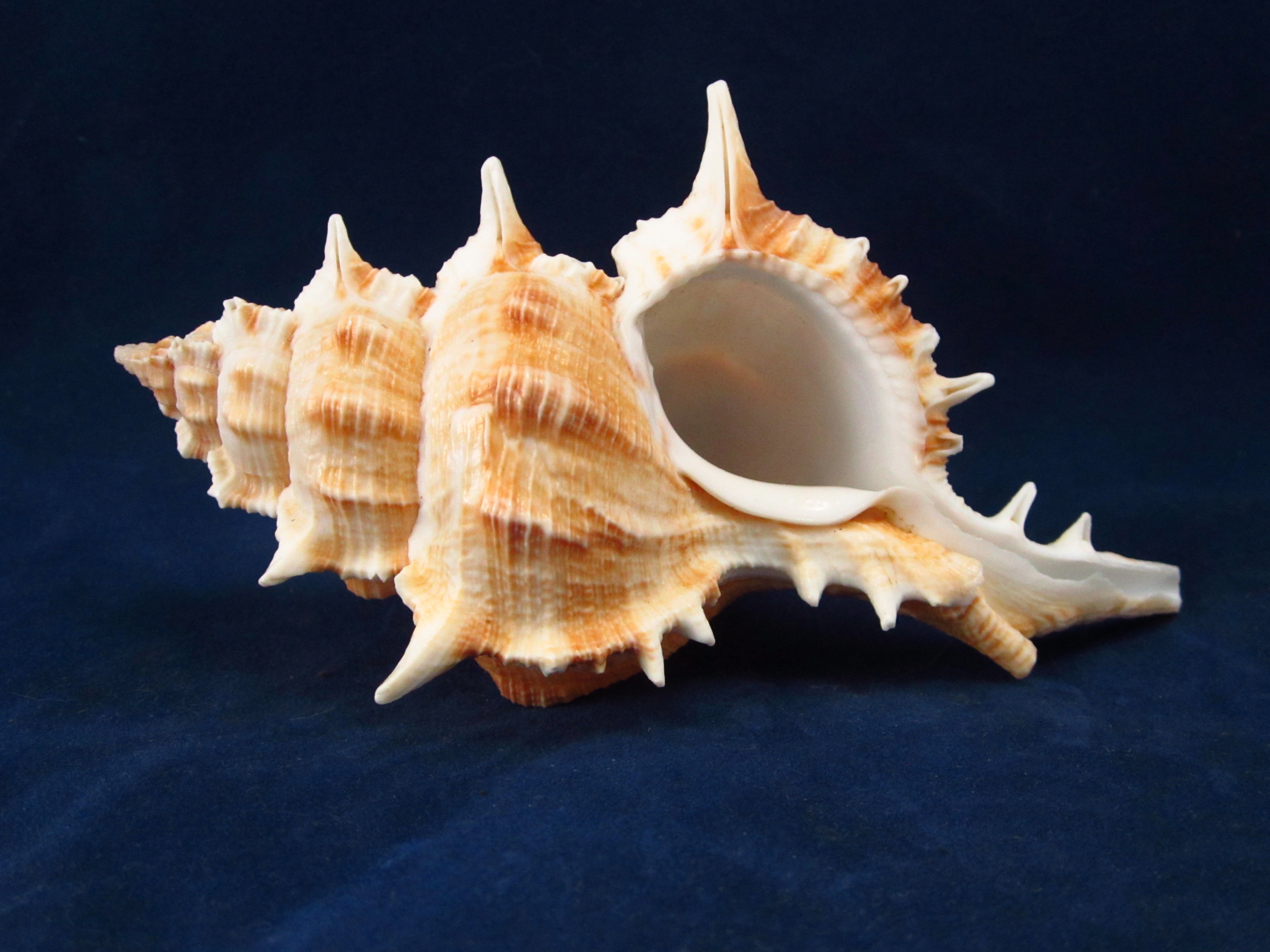 Артикул: MurSP-18