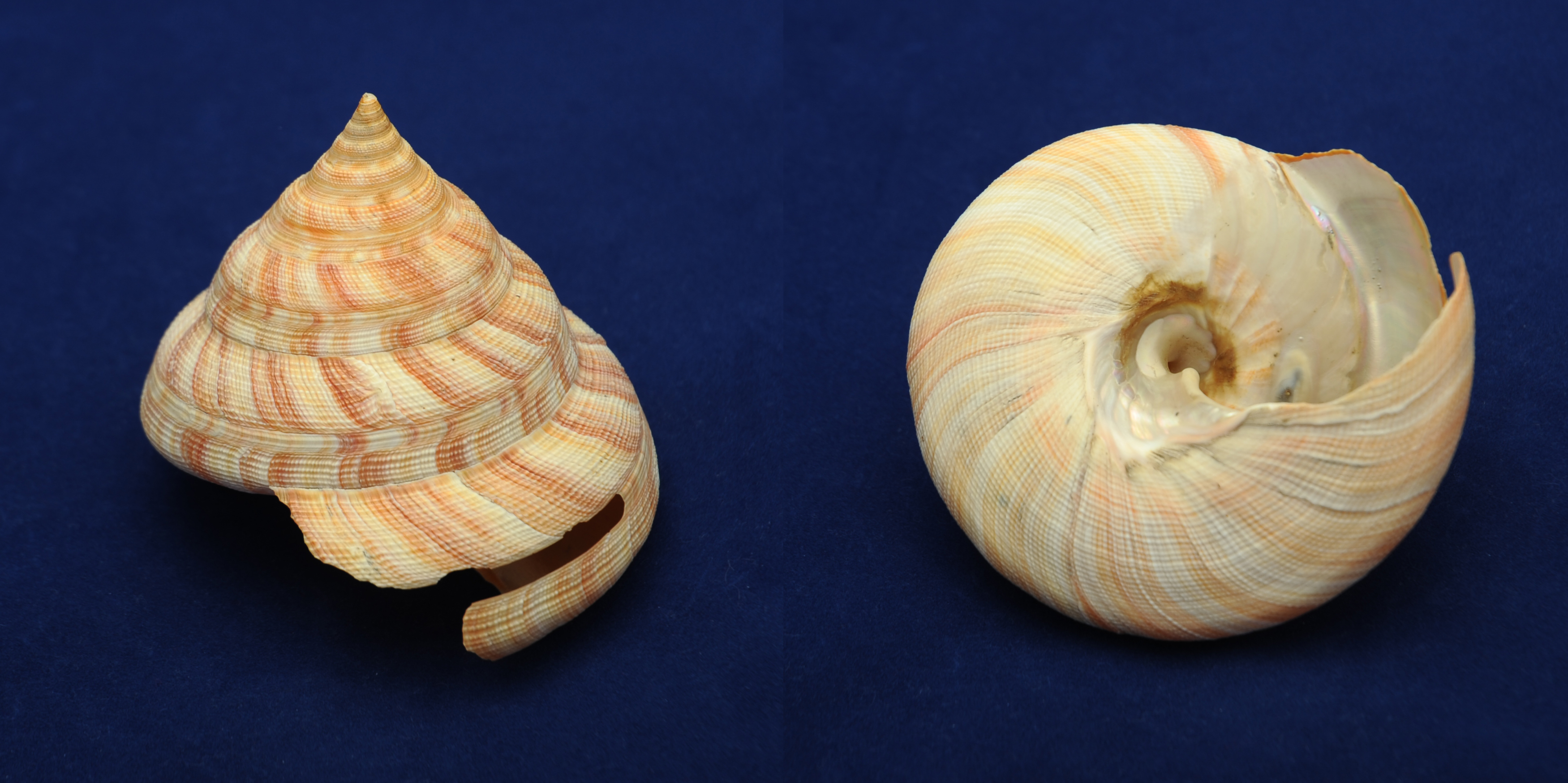 Артикул: PleMiHi-01