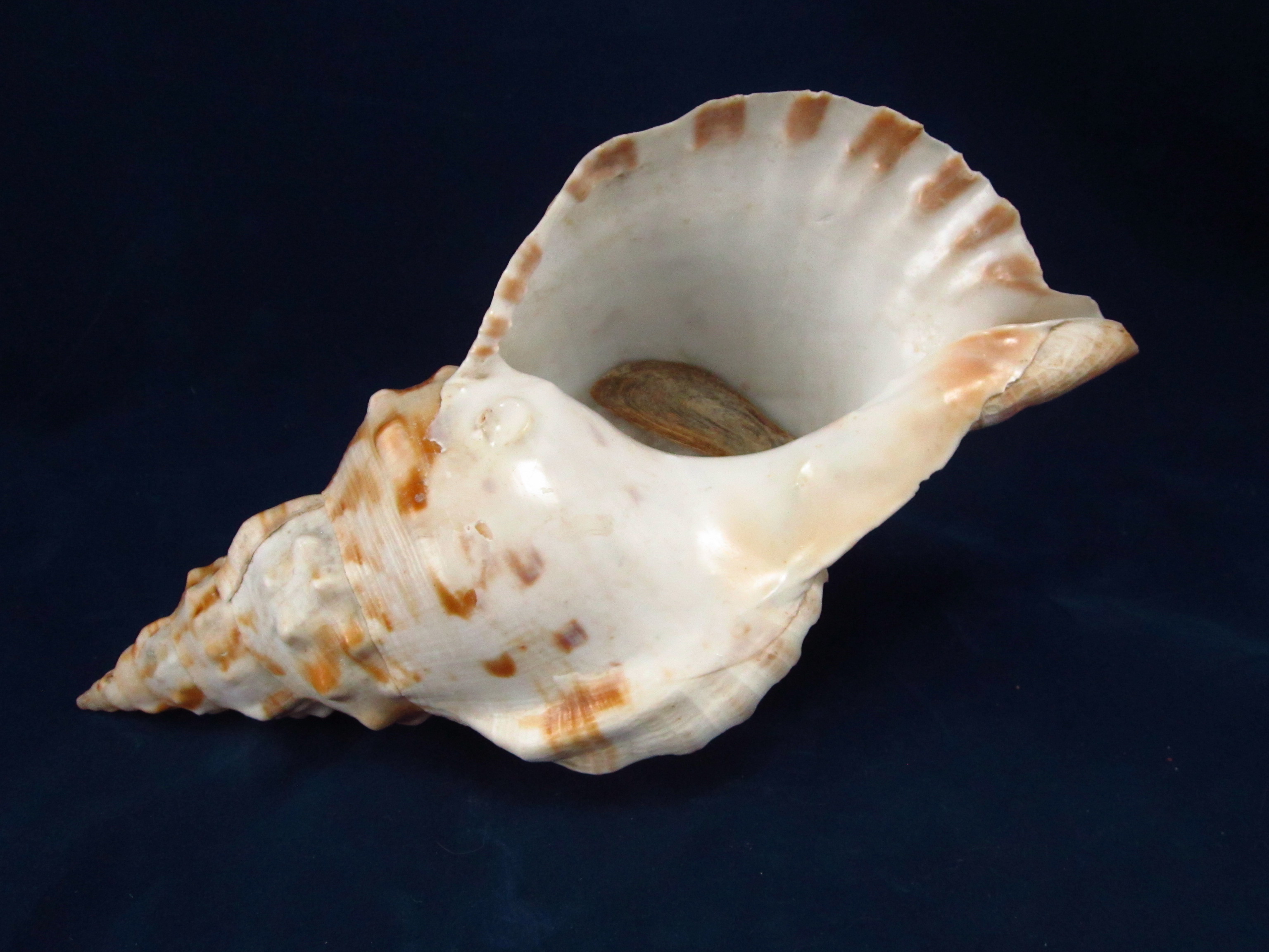 Артикул: RanChLS-03